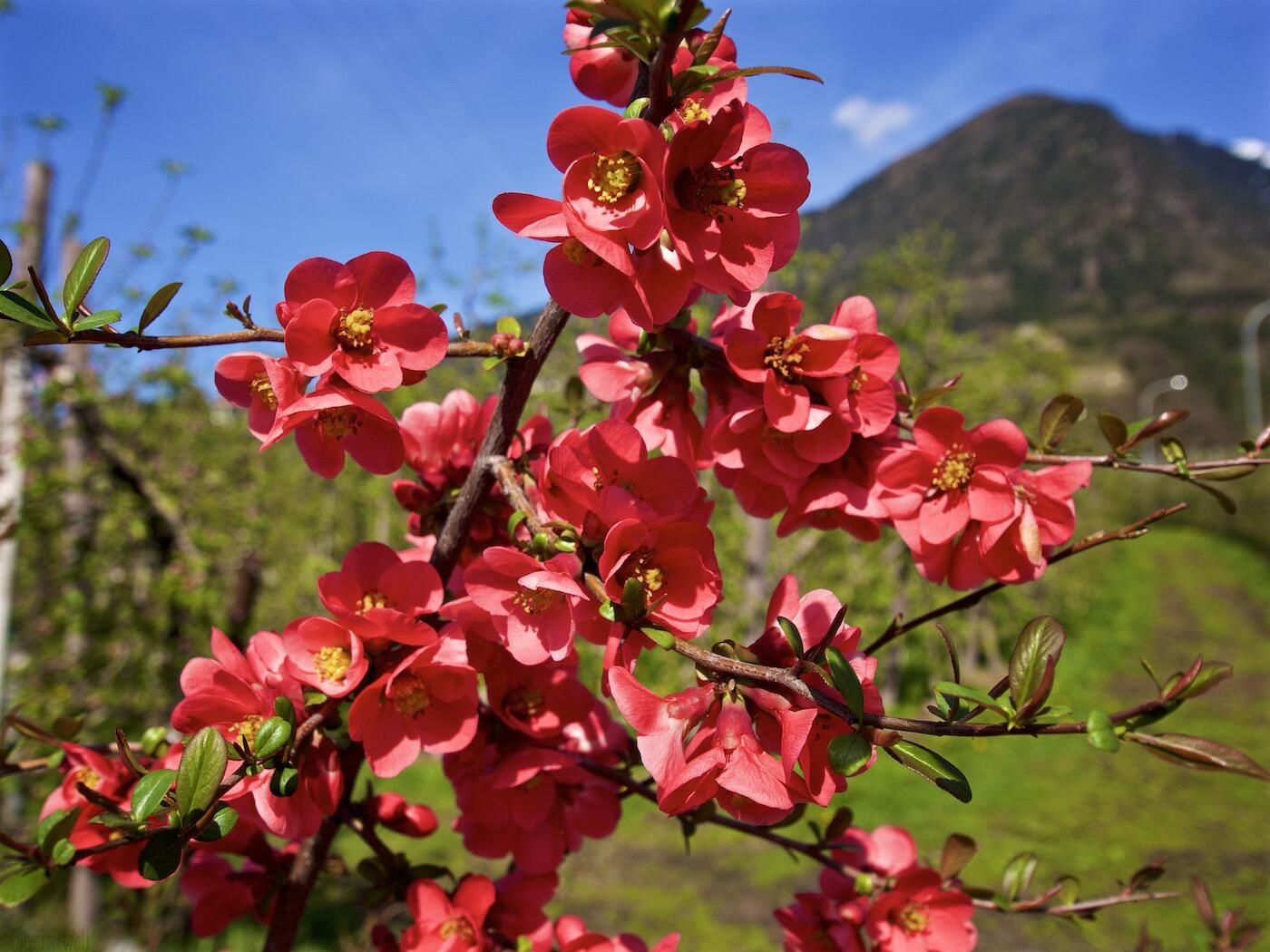 Bild ohne Beschreibung