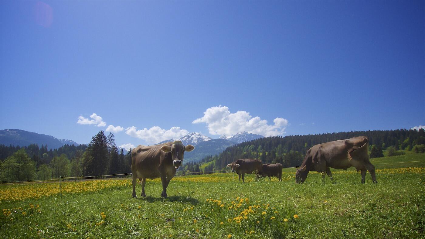 Bild ohne Beschreibung