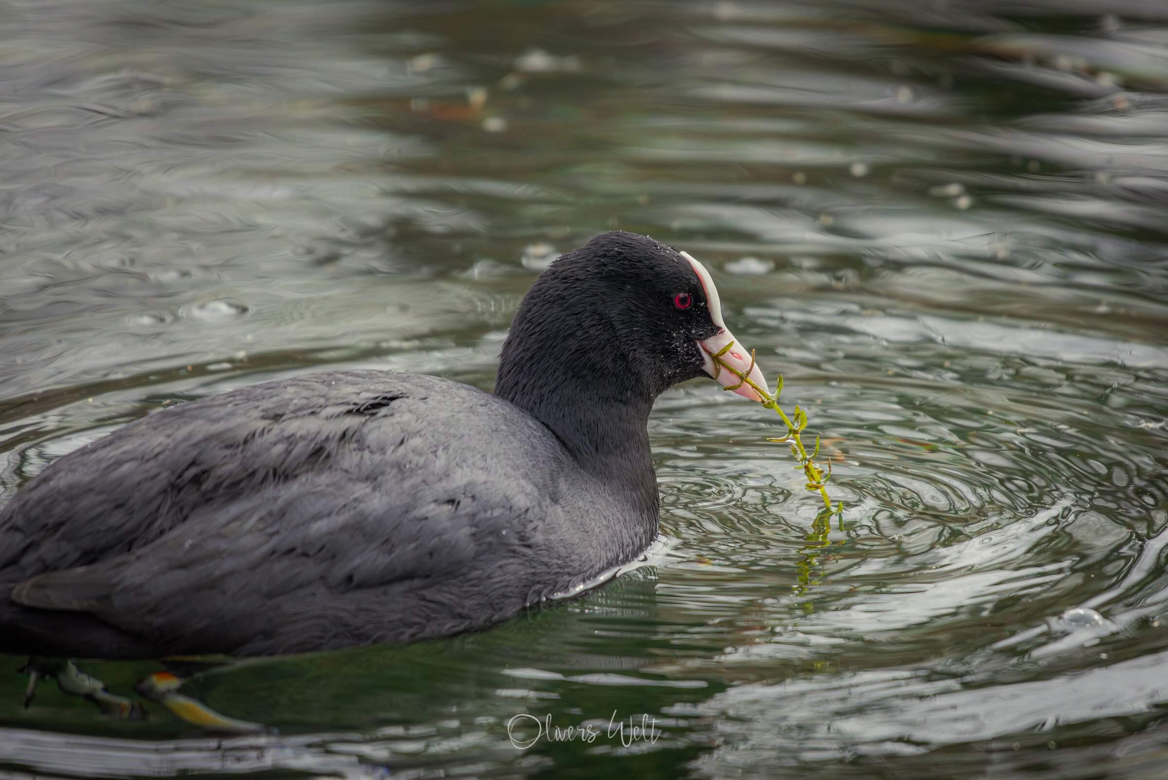 Bild ohne Beschreibung Bild ohne Beschreibung