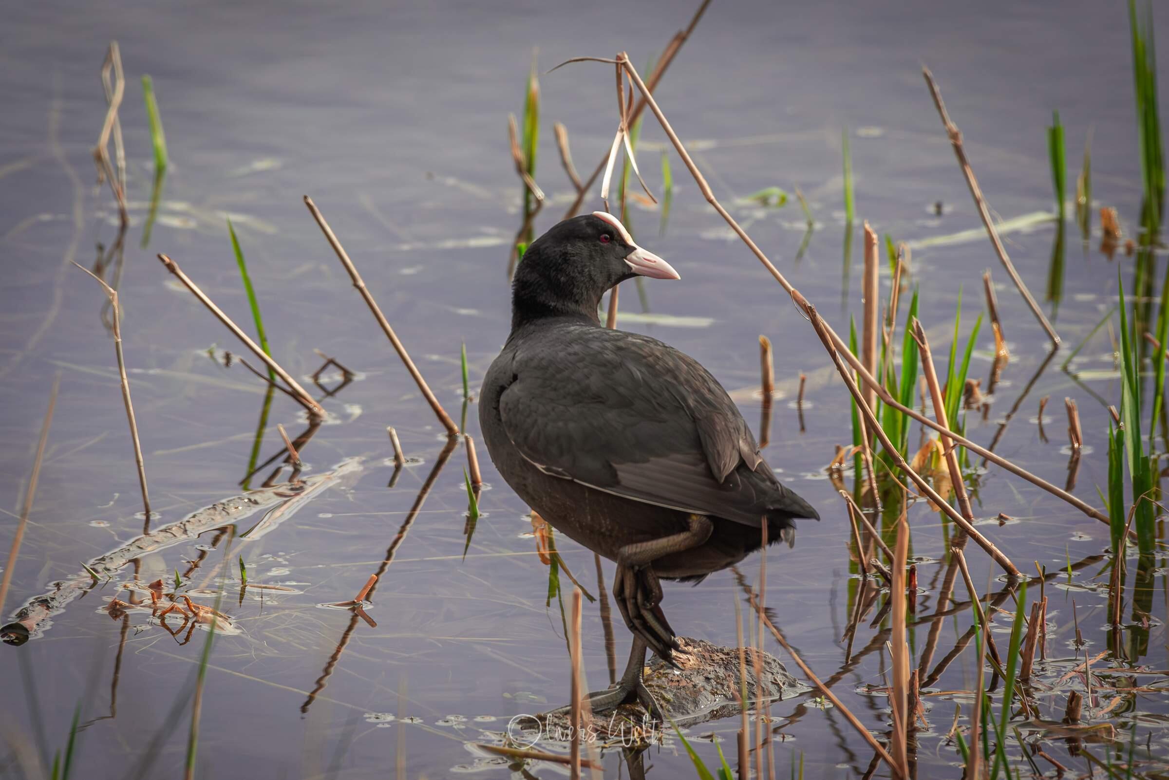 Bild ohne Beschreibung Bild ohne Beschreibung