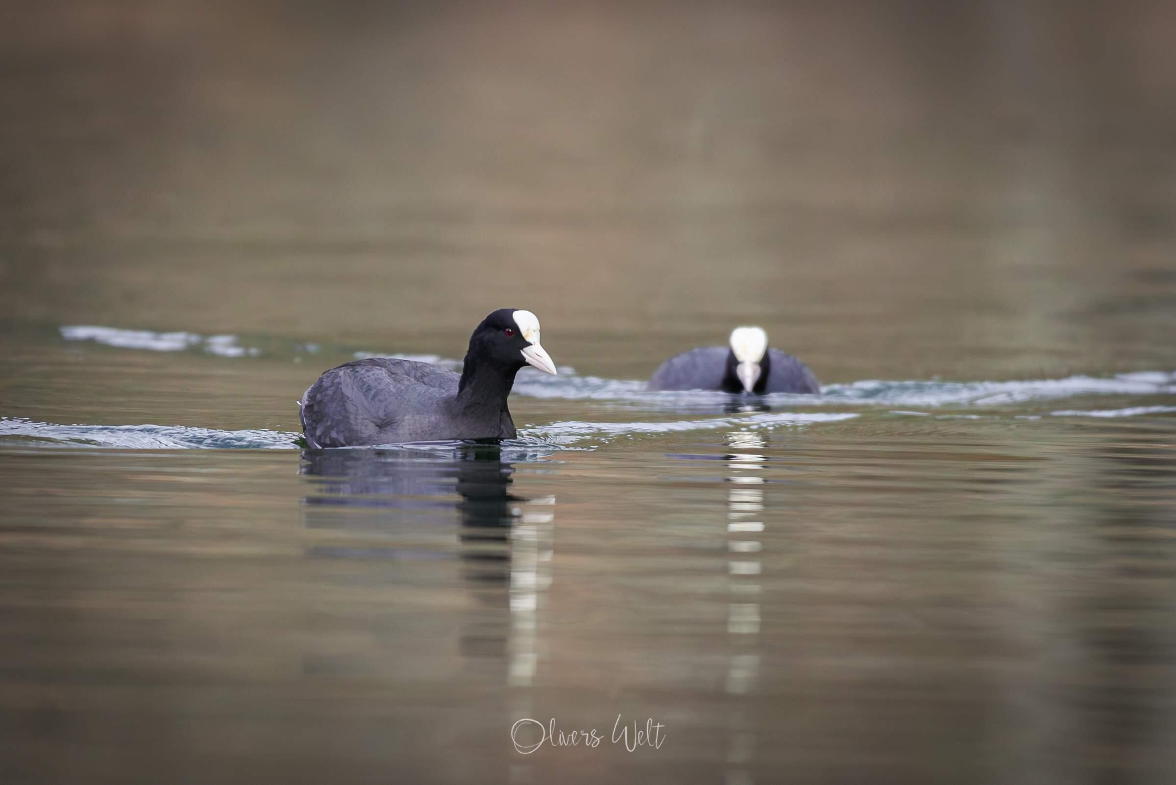 Bild ohne Beschreibung Bild ohne Beschreibung