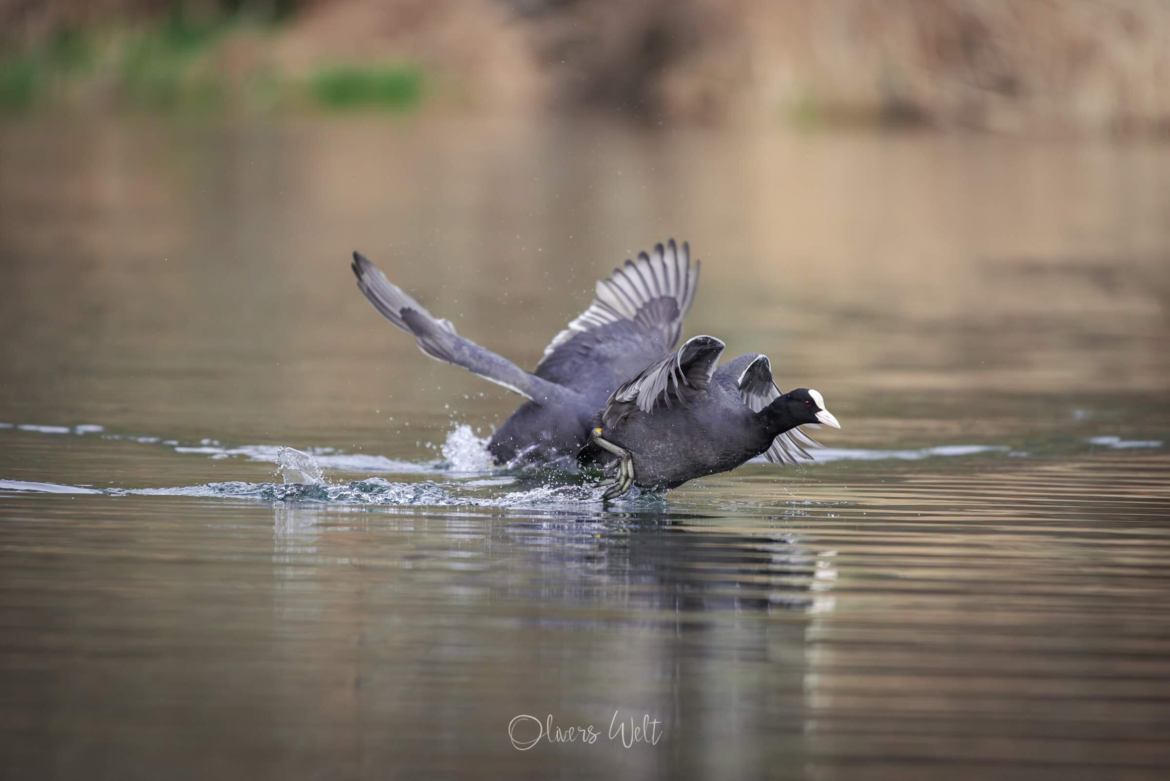 Bild ohne Beschreibung Bild ohne Beschreibung