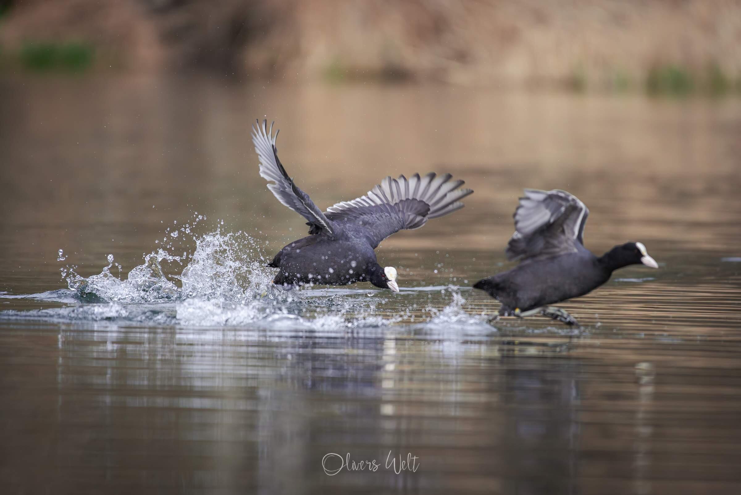 Bild ohne Beschreibung Bild ohne Beschreibung