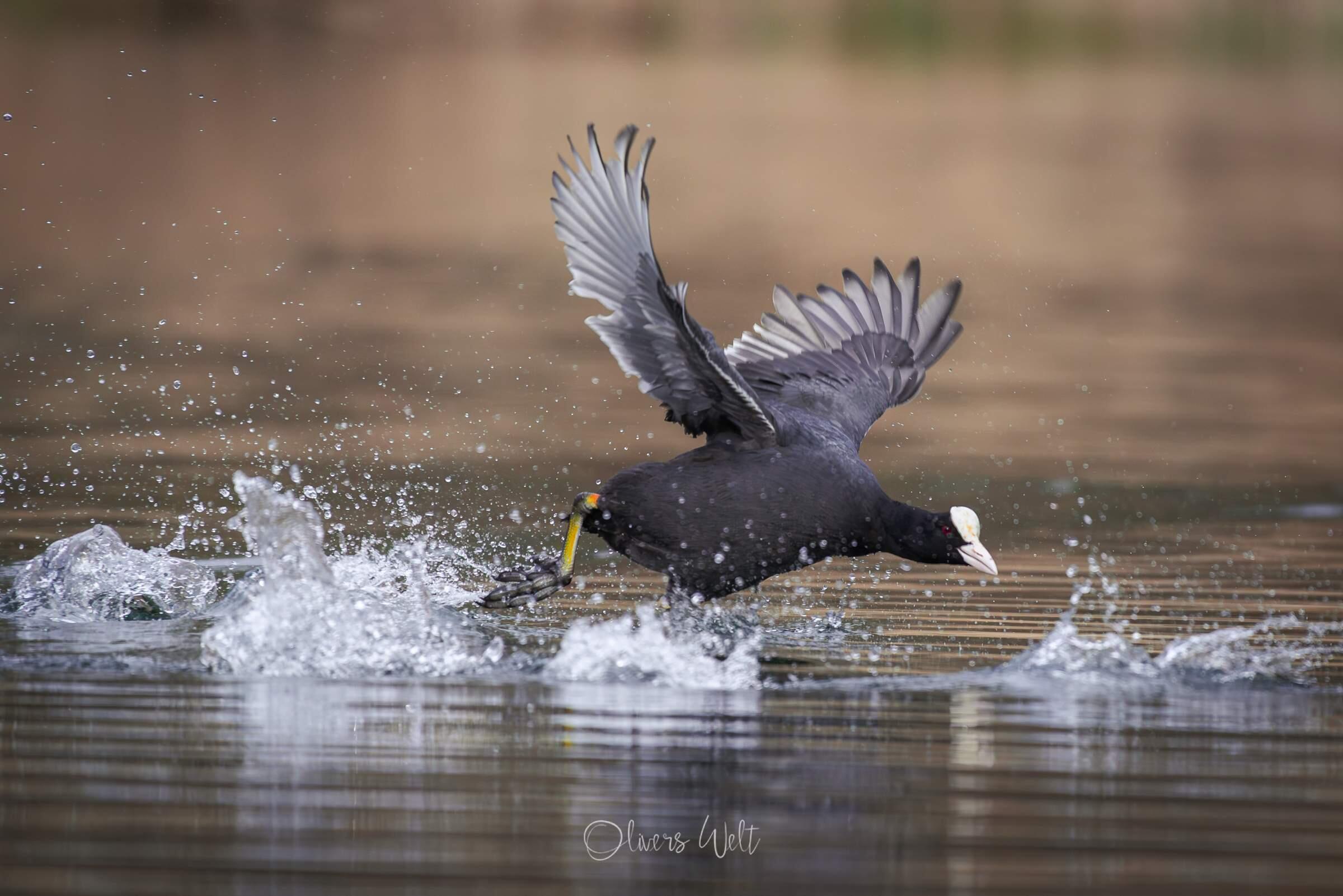 Bild ohne Beschreibung Bild ohne Beschreibung