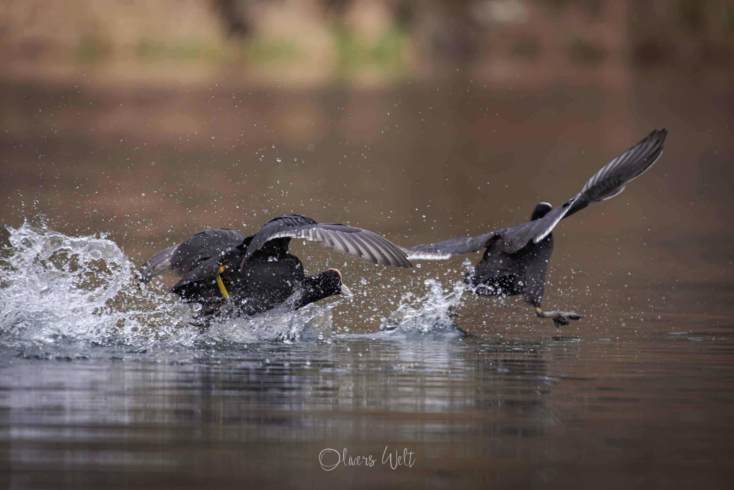 Bild ohne Beschreibung Bild ohne Beschreibung