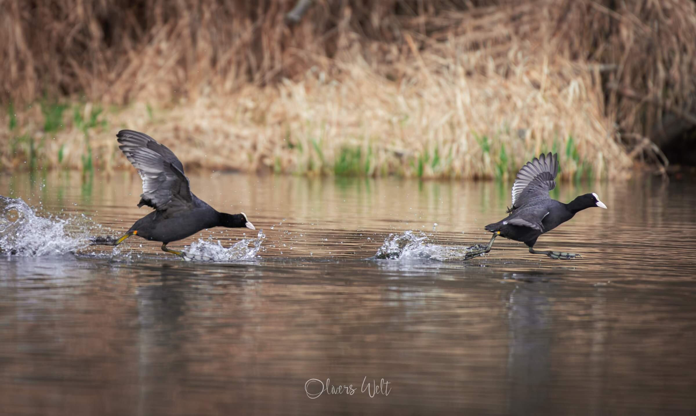 Bild ohne Beschreibung Bild ohne Beschreibung