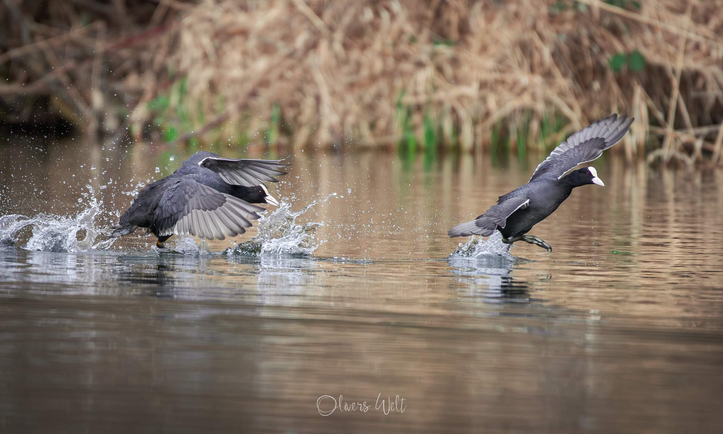 Bild ohne Beschreibung Bild ohne Beschreibung