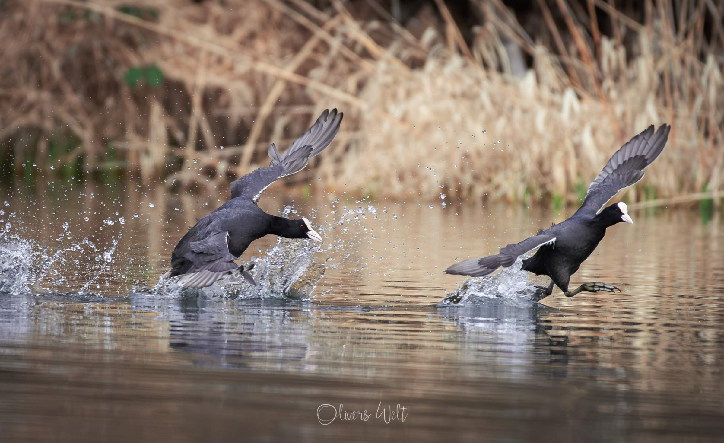 Bild ohne Beschreibung Bild ohne Beschreibung