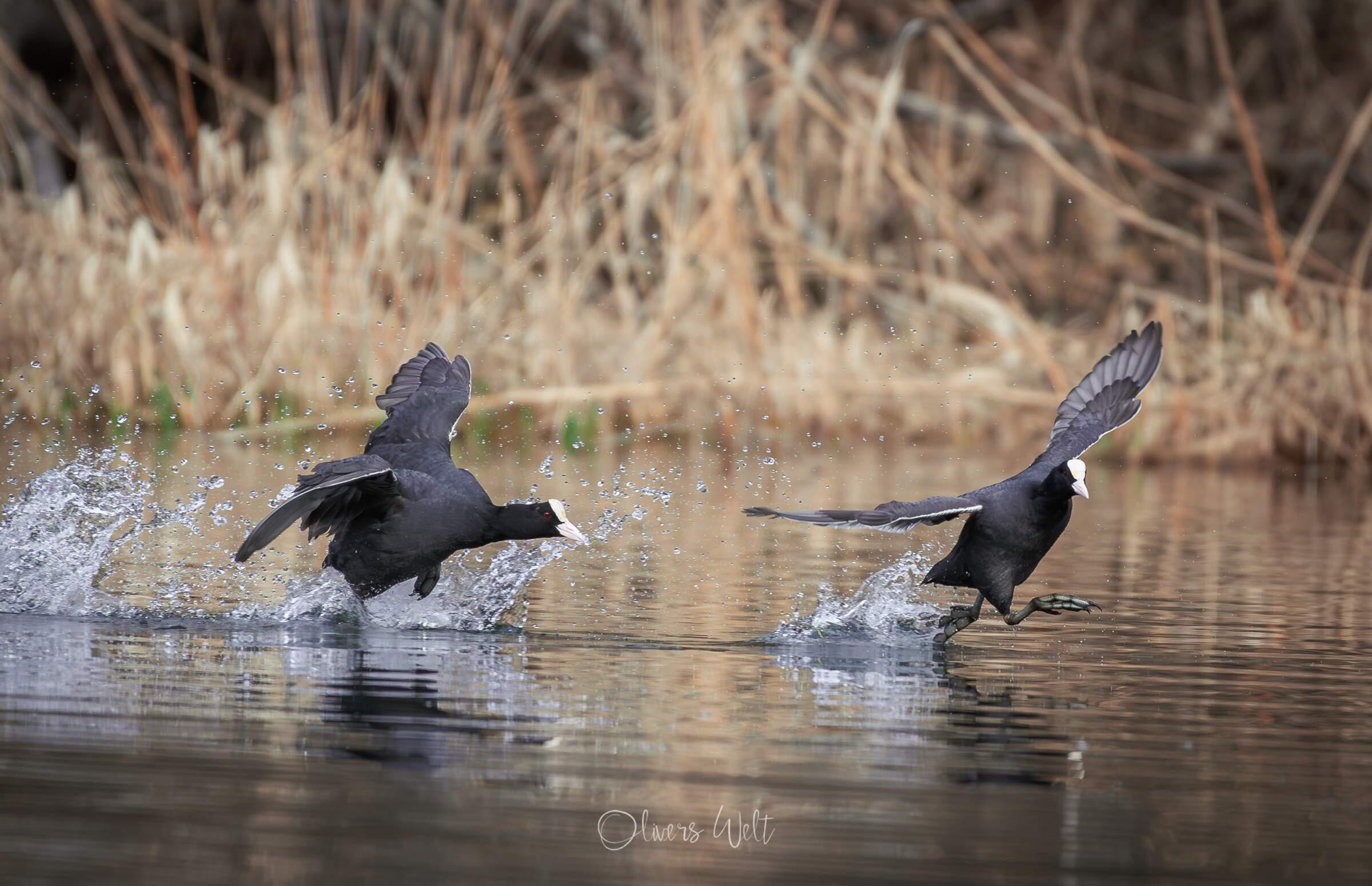 Bild ohne Beschreibung Bild ohne Beschreibung