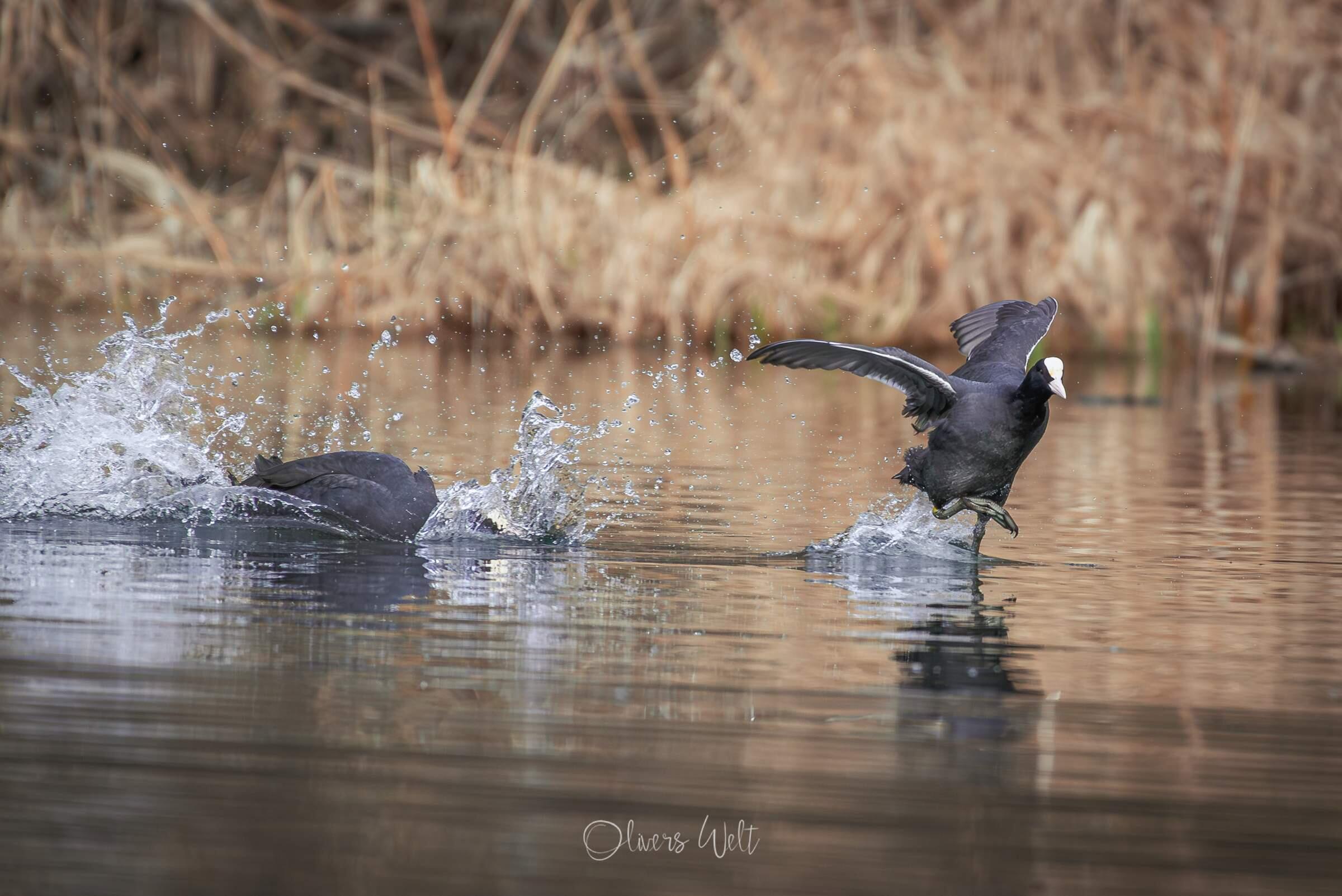 Bild ohne Beschreibung Bild ohne Beschreibung