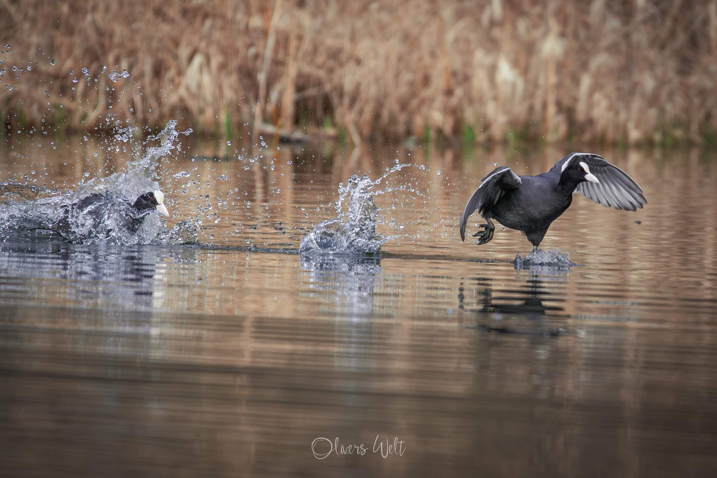 Bild ohne Beschreibung Bild ohne Beschreibung