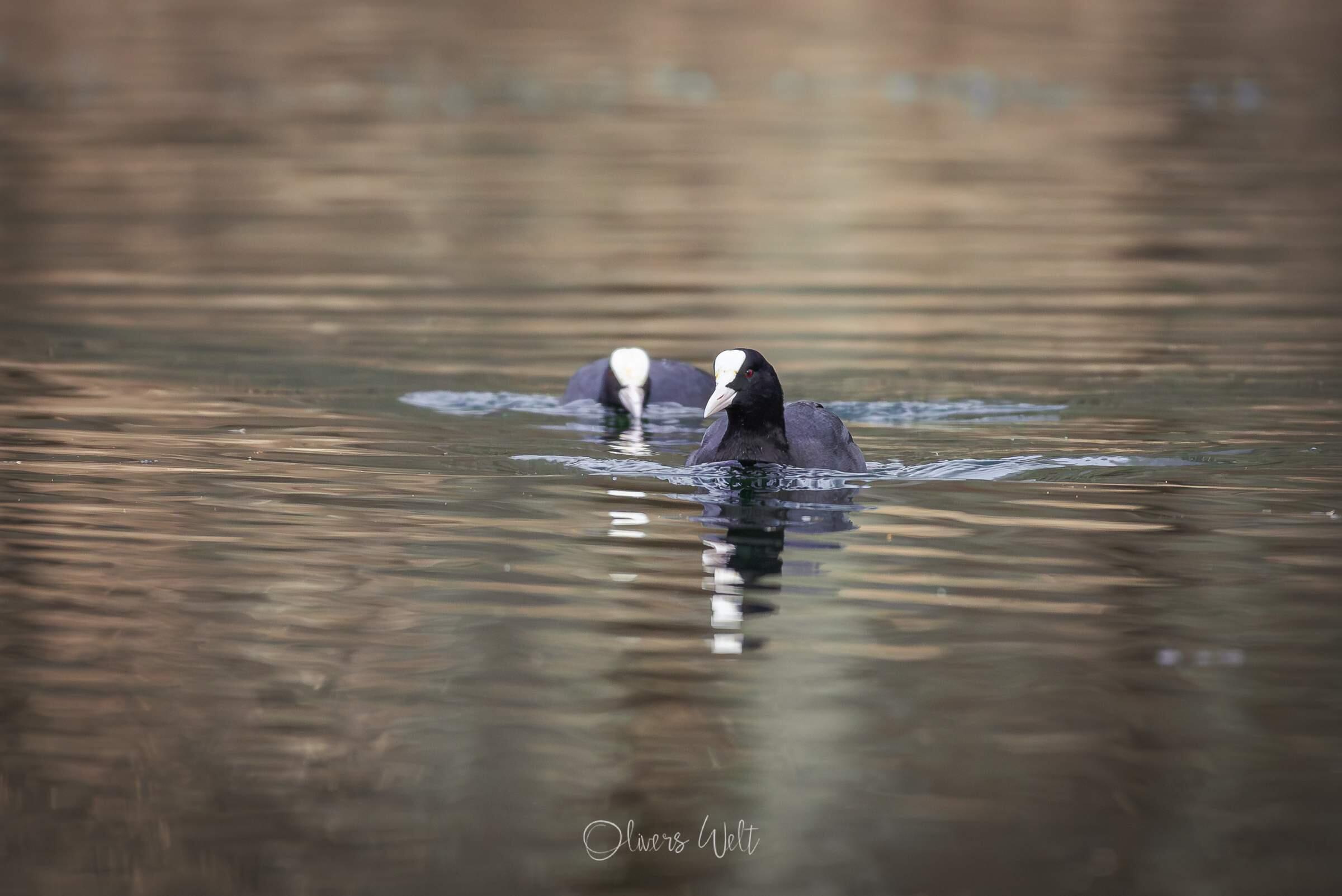Bild ohne Beschreibung Bild ohne Beschreibung