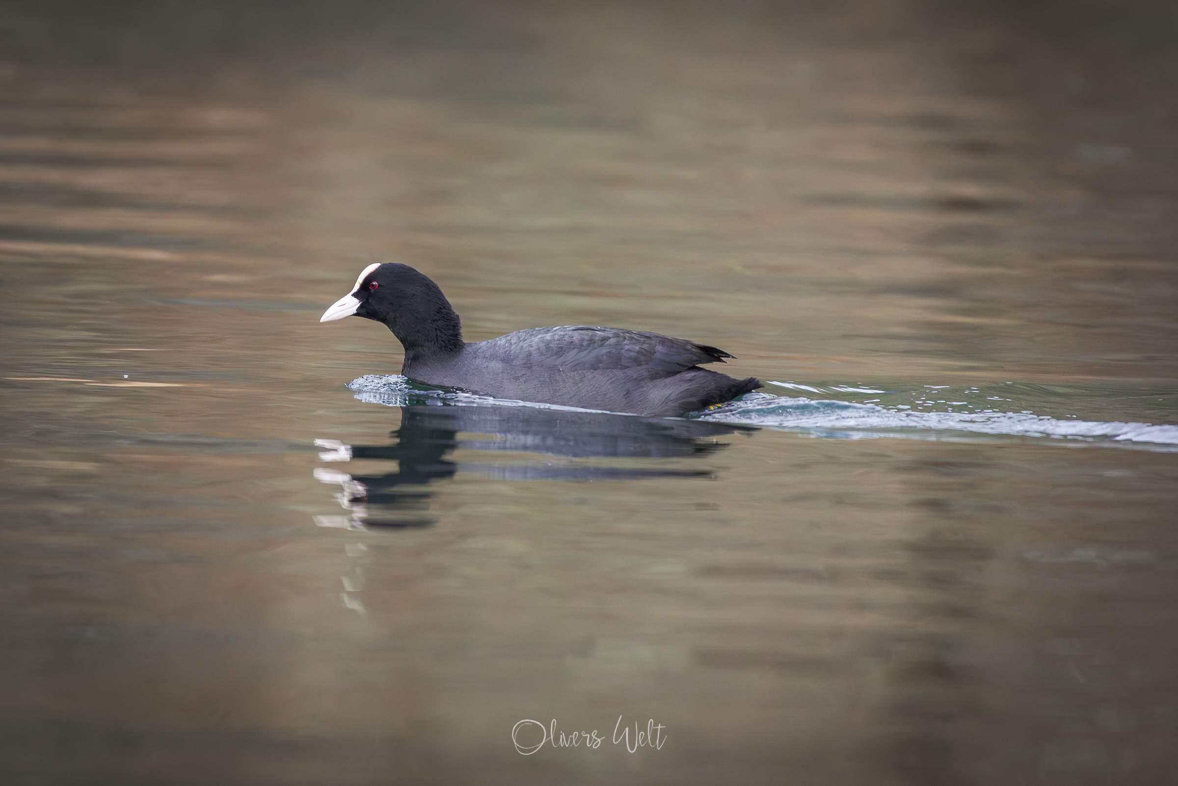 Bild ohne Beschreibung Bild ohne Beschreibung