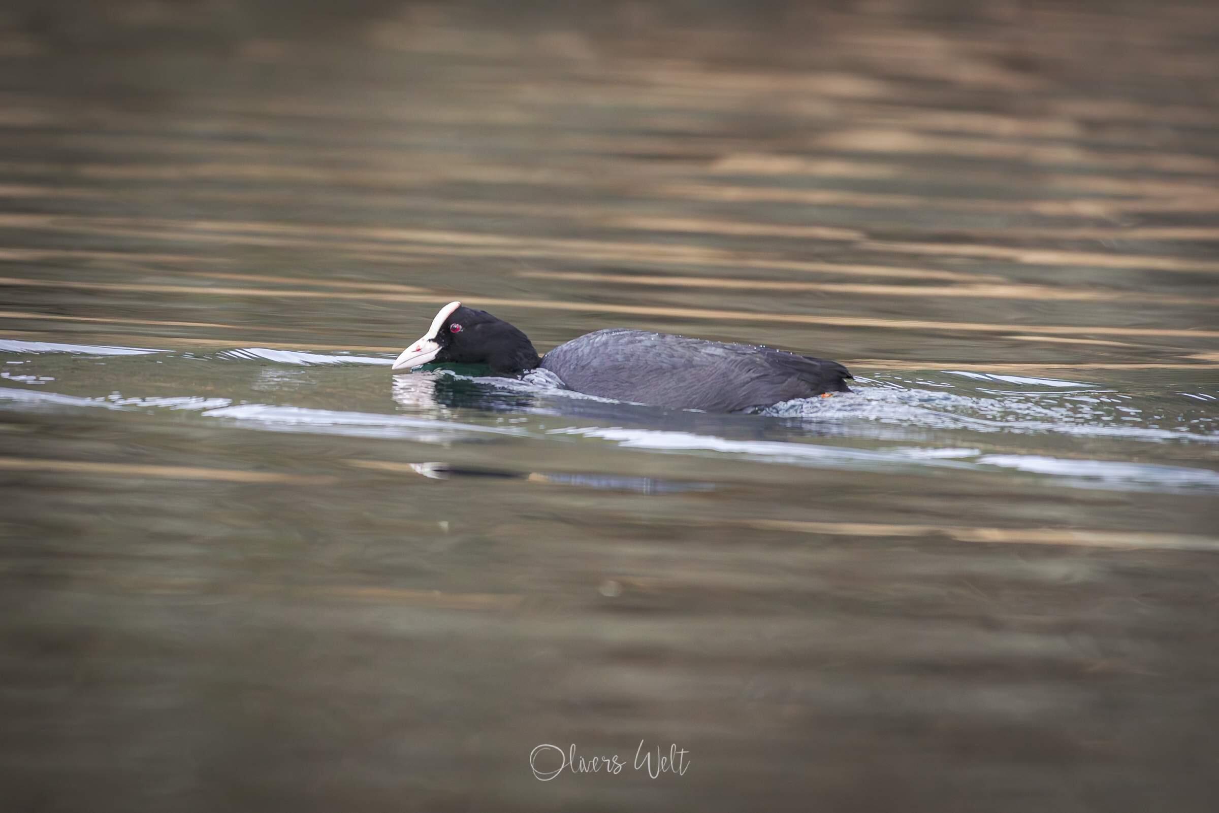Bild ohne Beschreibung Bild ohne Beschreibung
