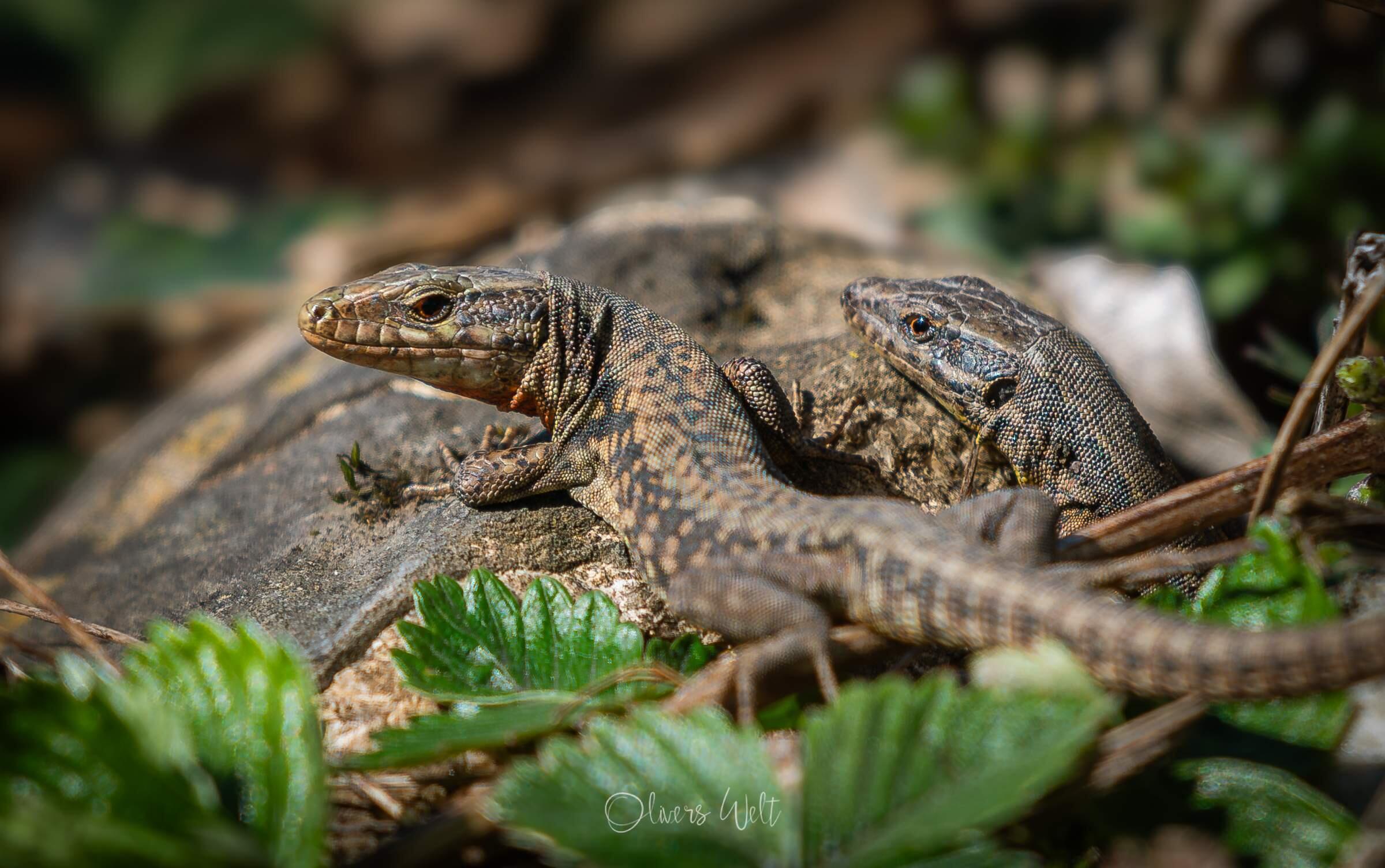 Bild ohne Beschreibung