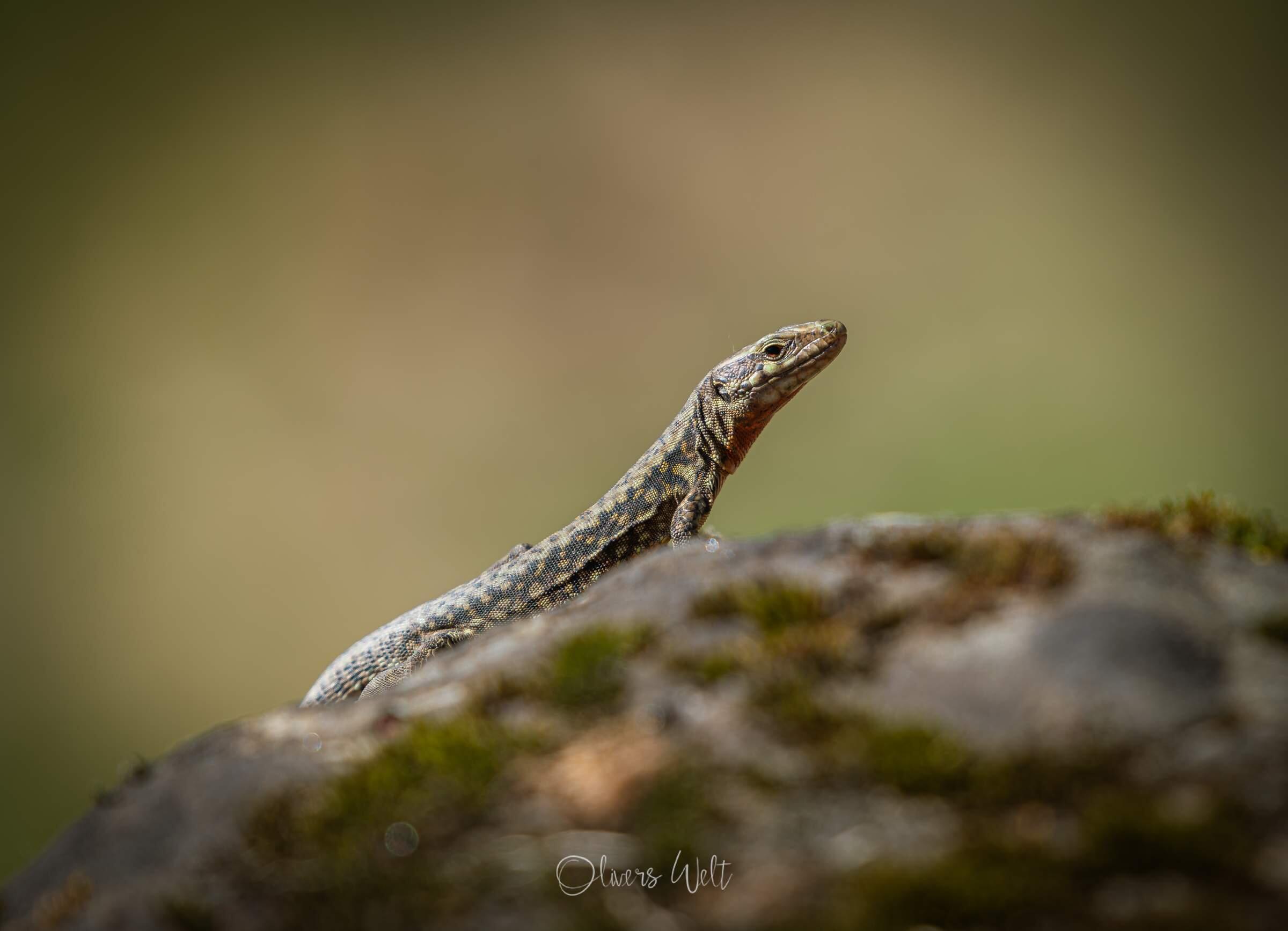 Bild ohne Beschreibung