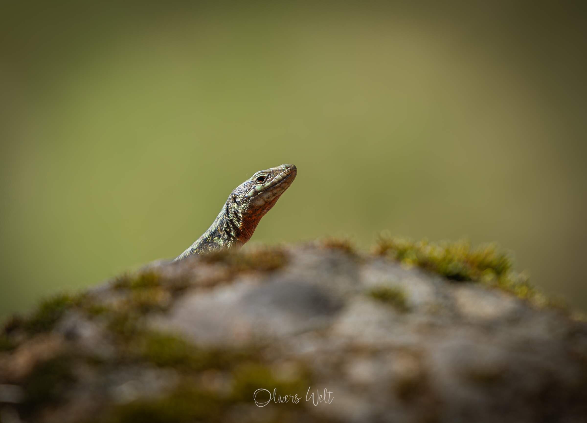 Bild ohne Beschreibung