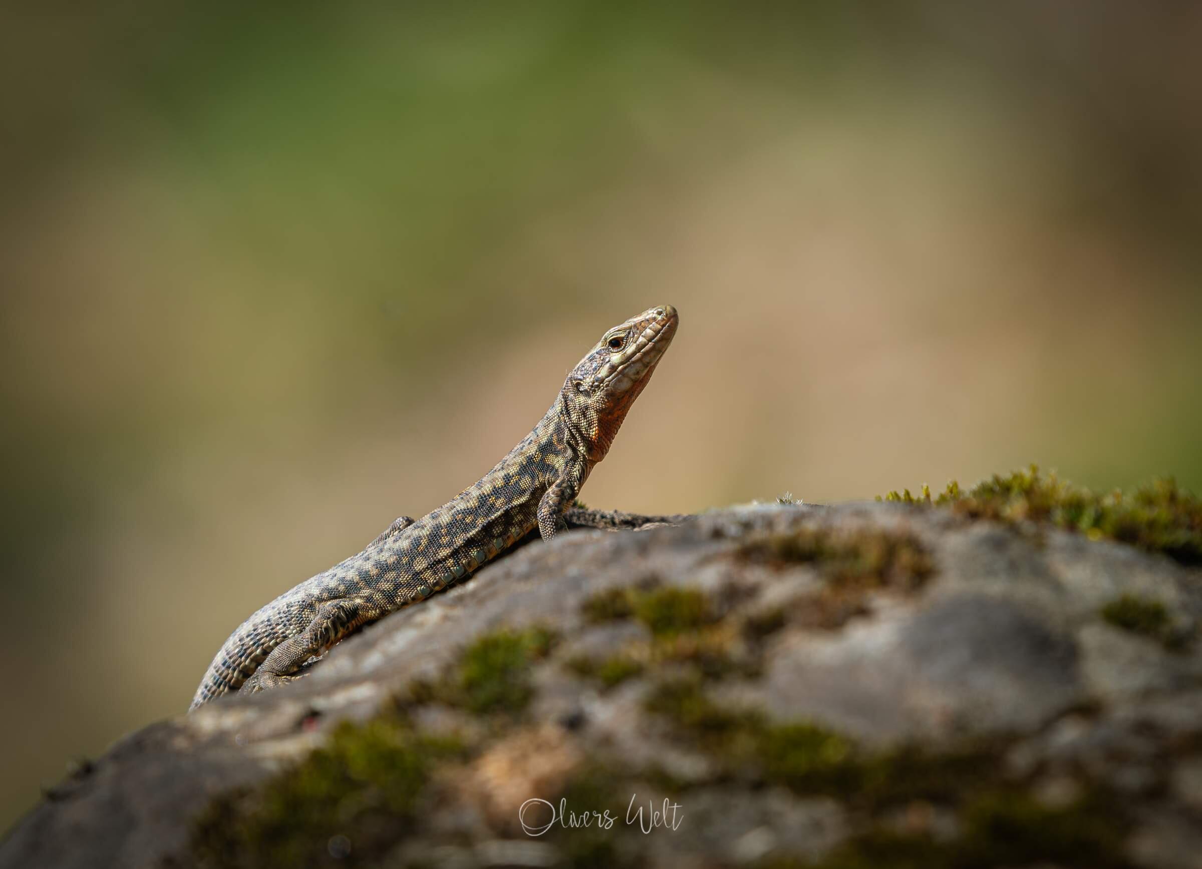 Bild ohne Beschreibung