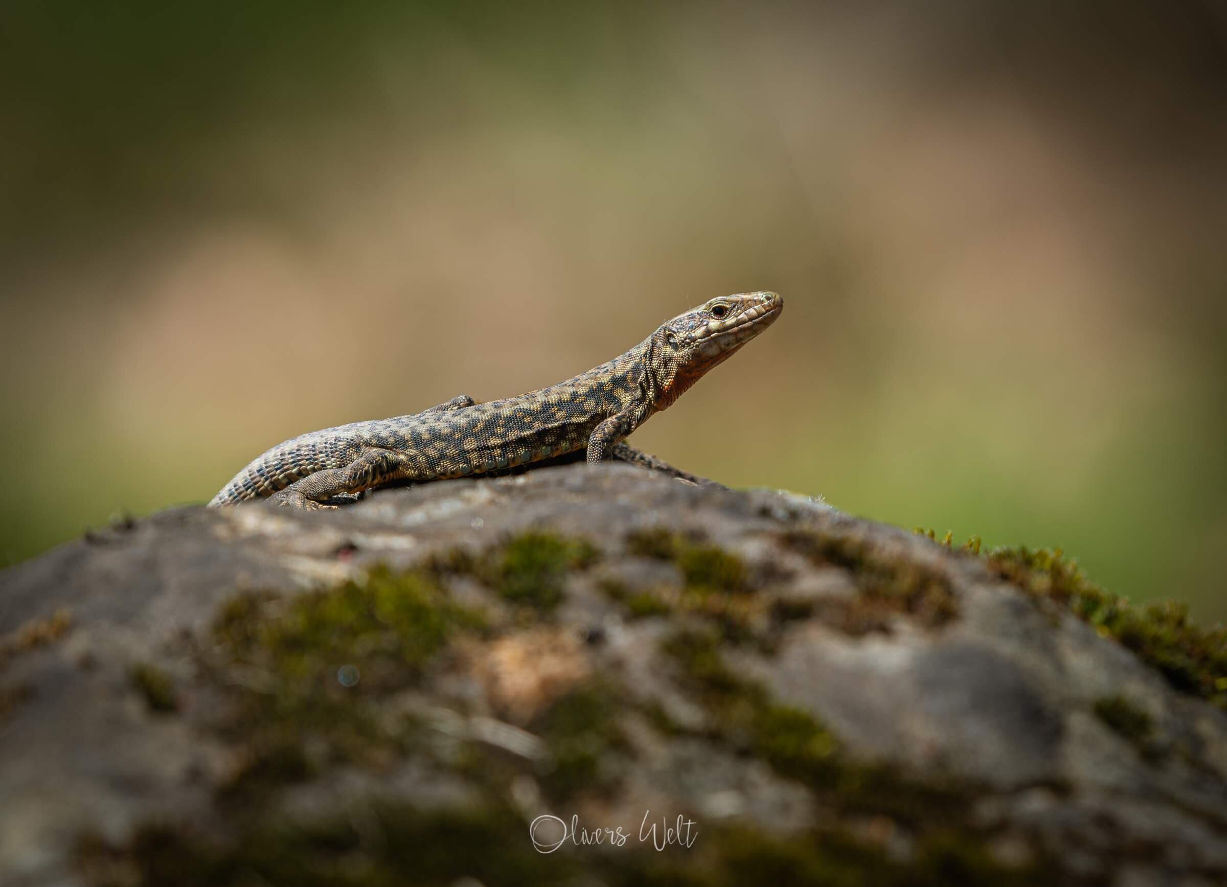 Bild ohne Beschreibung