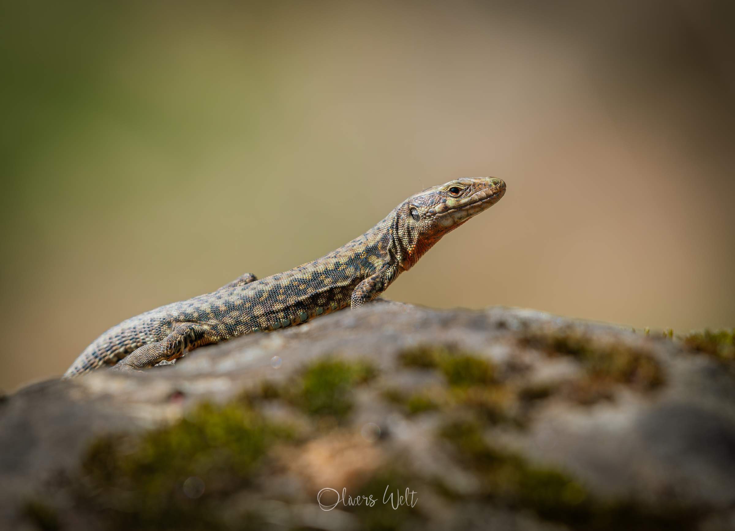 Bild ohne Beschreibung