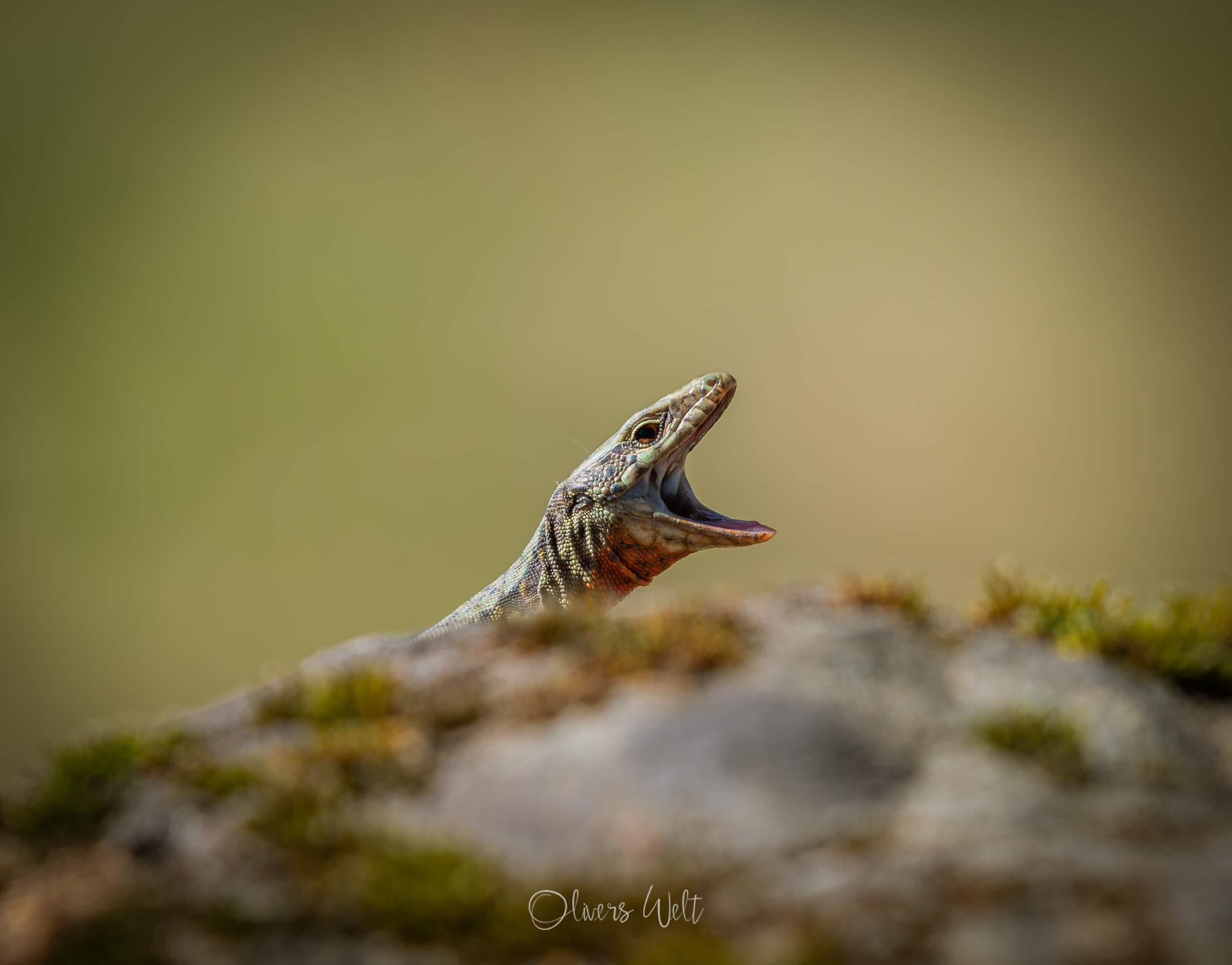 Bild ohne Beschreibung