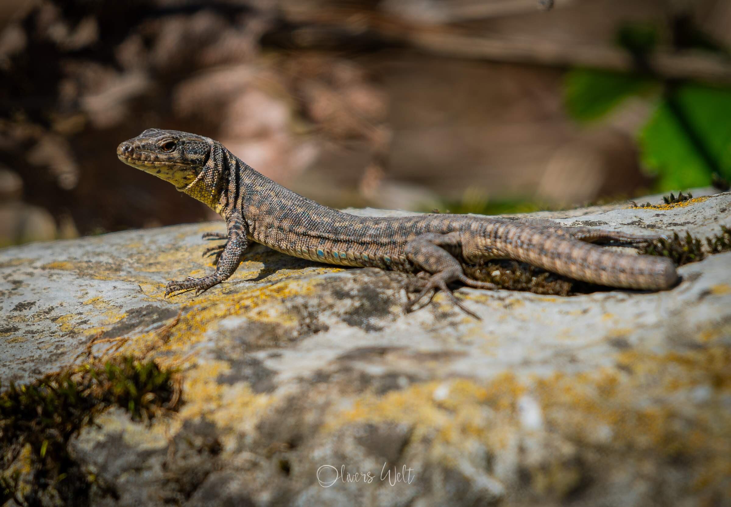 Bild ohne Beschreibung