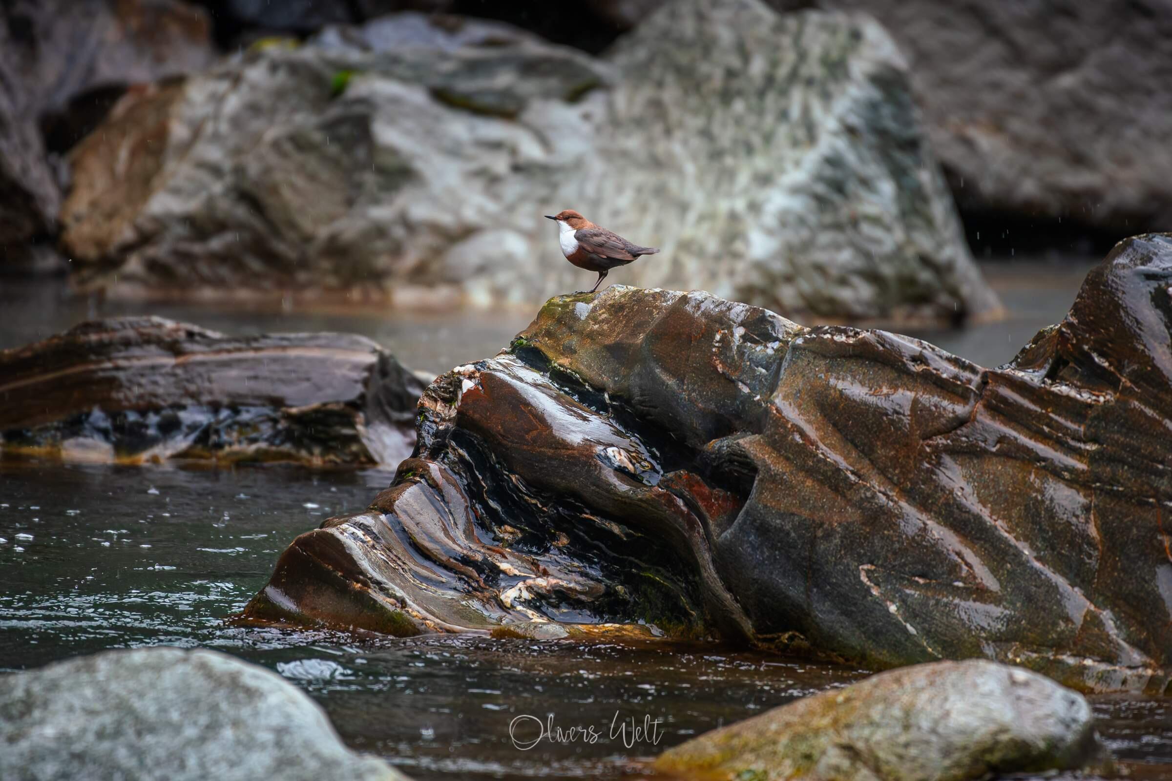 Bild ohne Beschreibung