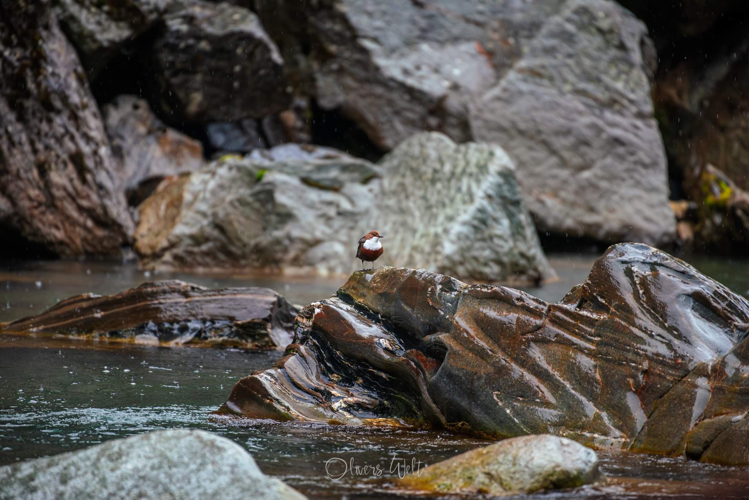 Bild ohne Beschreibung