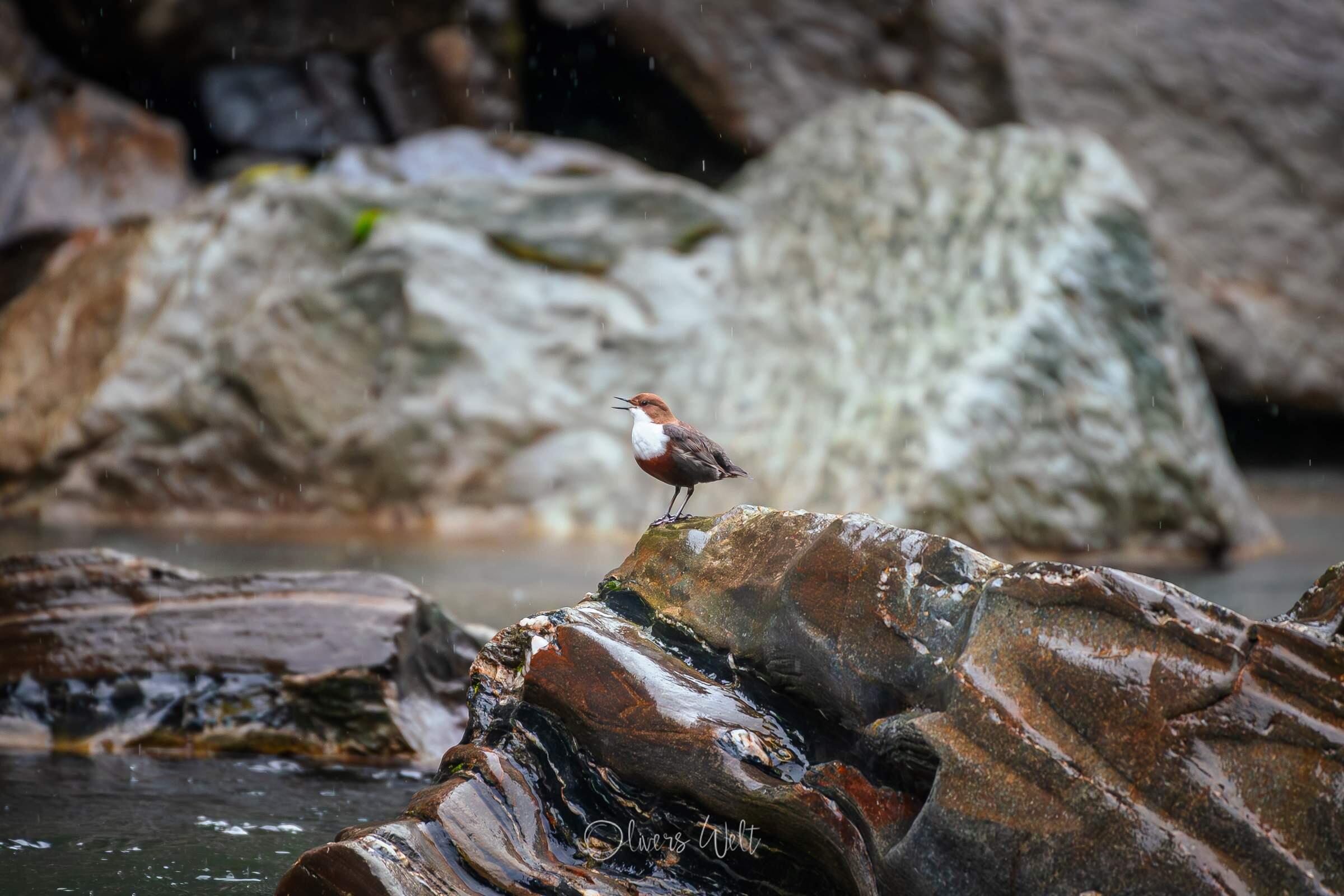 Bild ohne Beschreibung