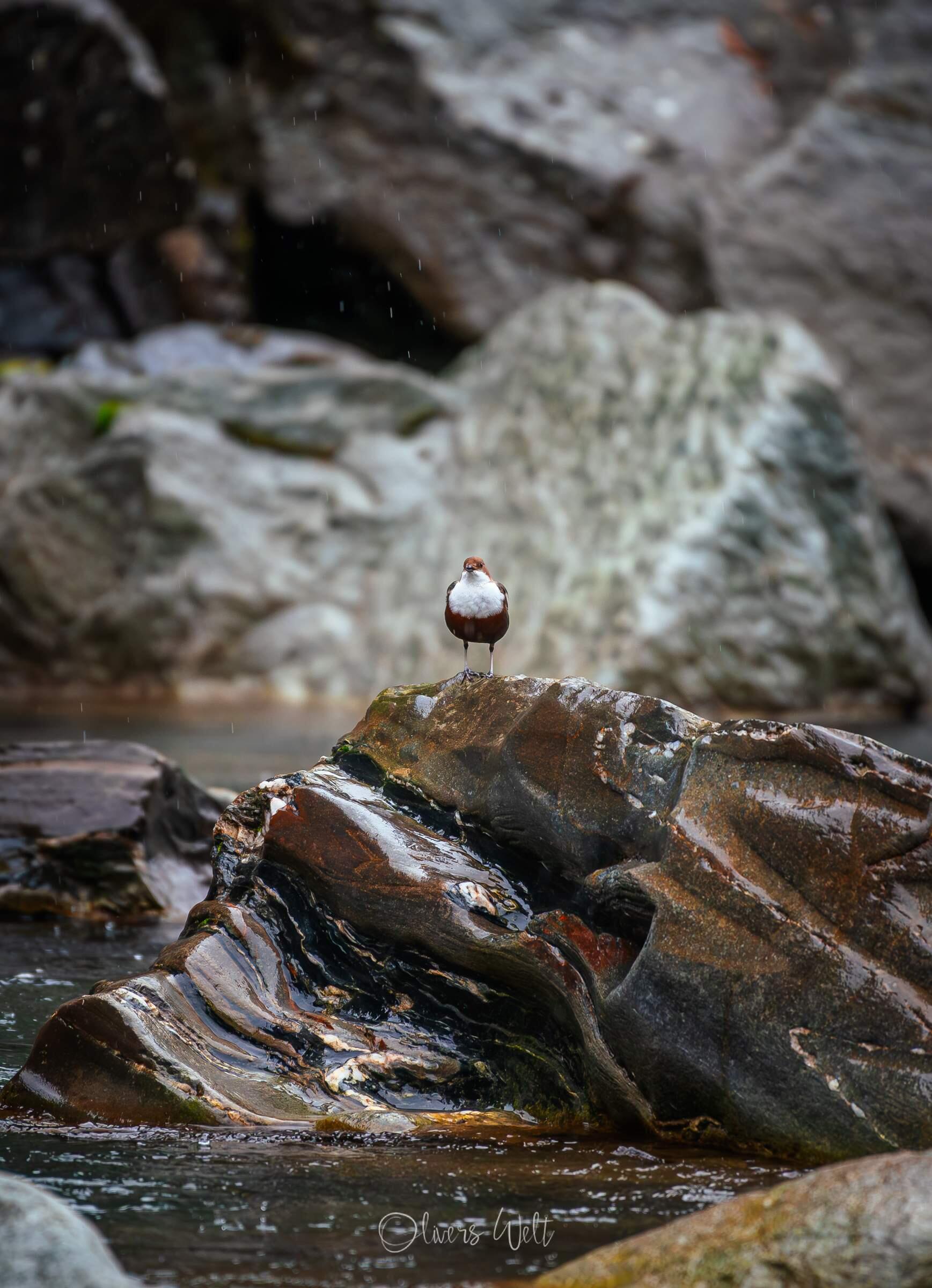 Bild ohne Beschreibung