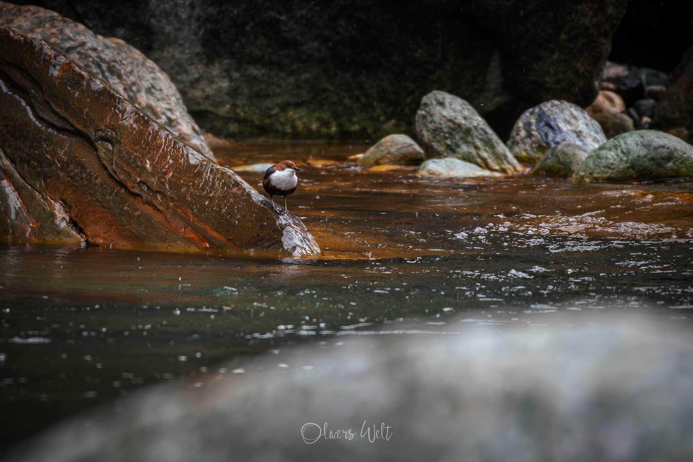 Bild ohne Beschreibung