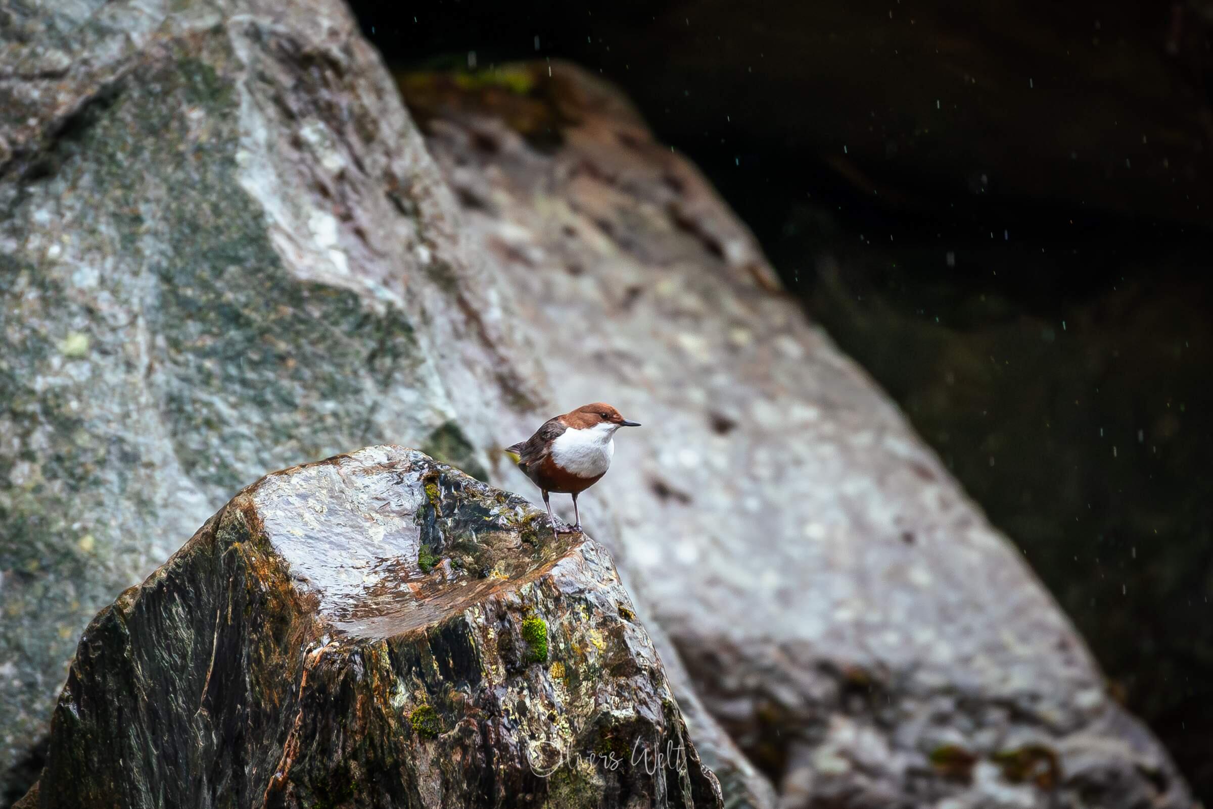 Bild ohne Beschreibung