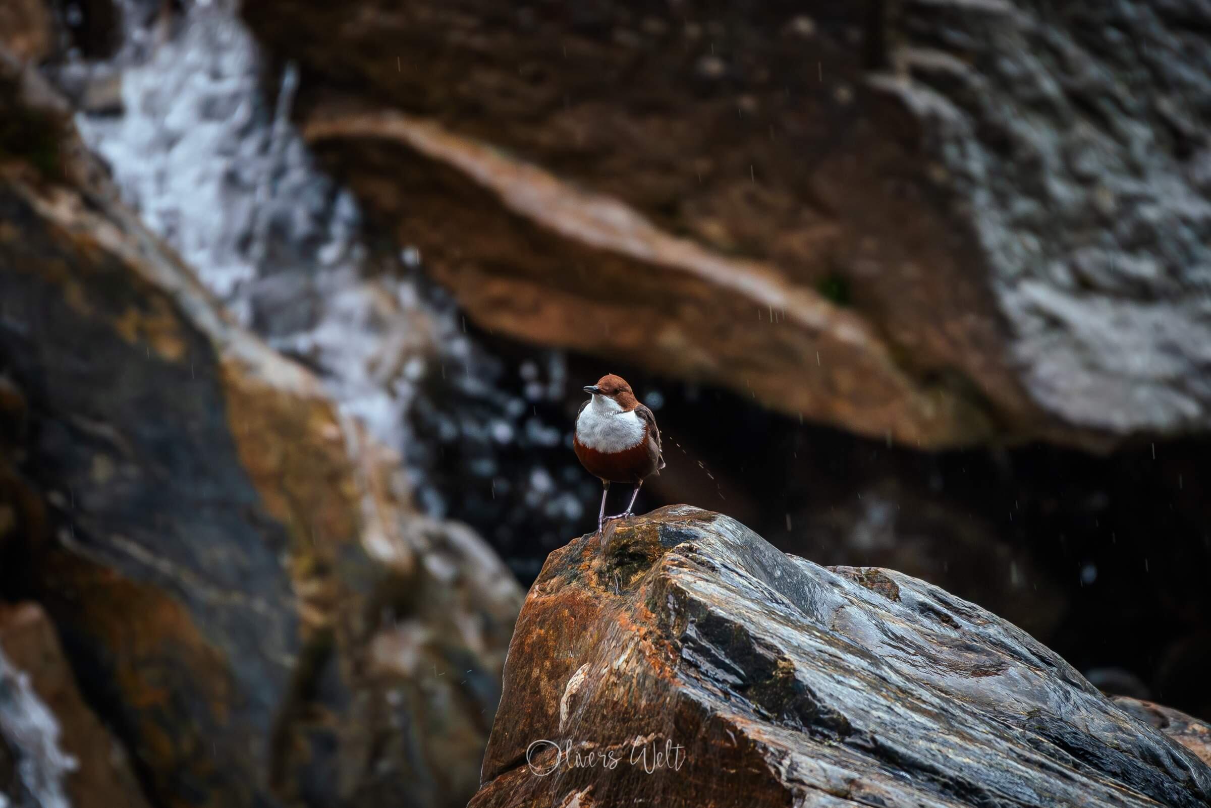 Bild ohne Beschreibung