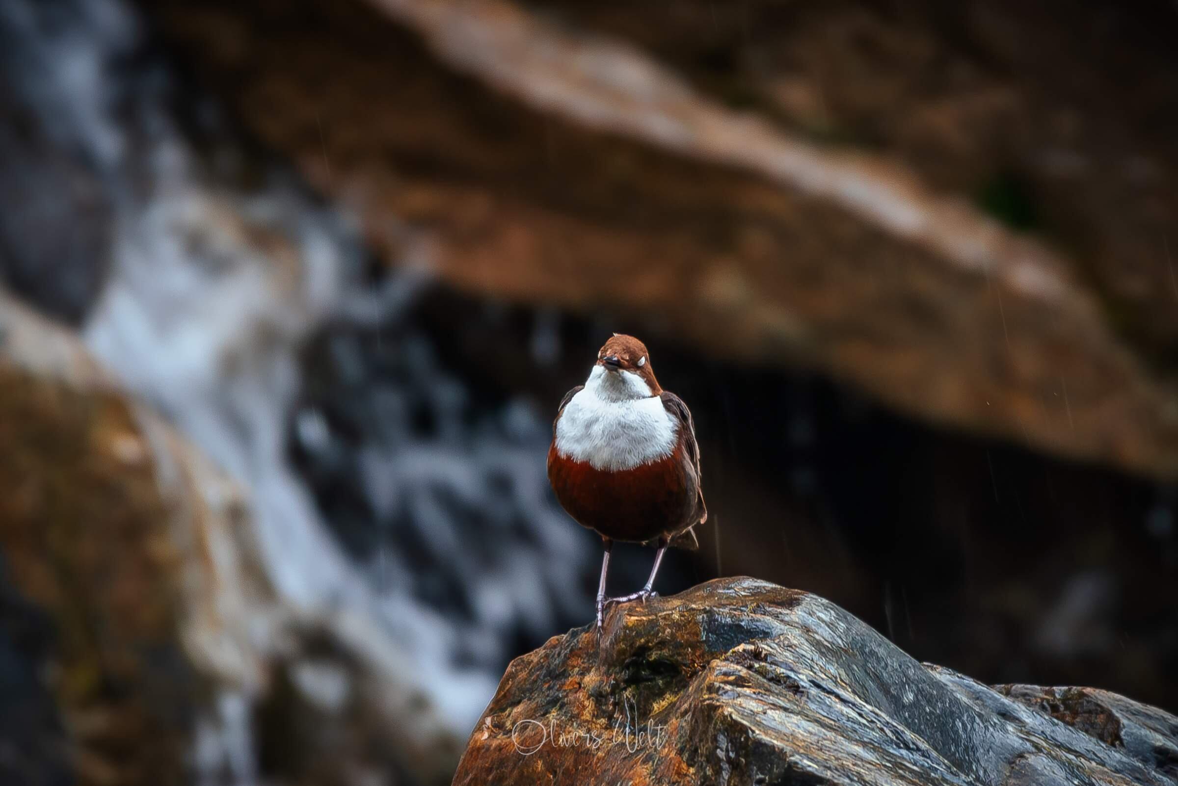 Bild ohne Beschreibung