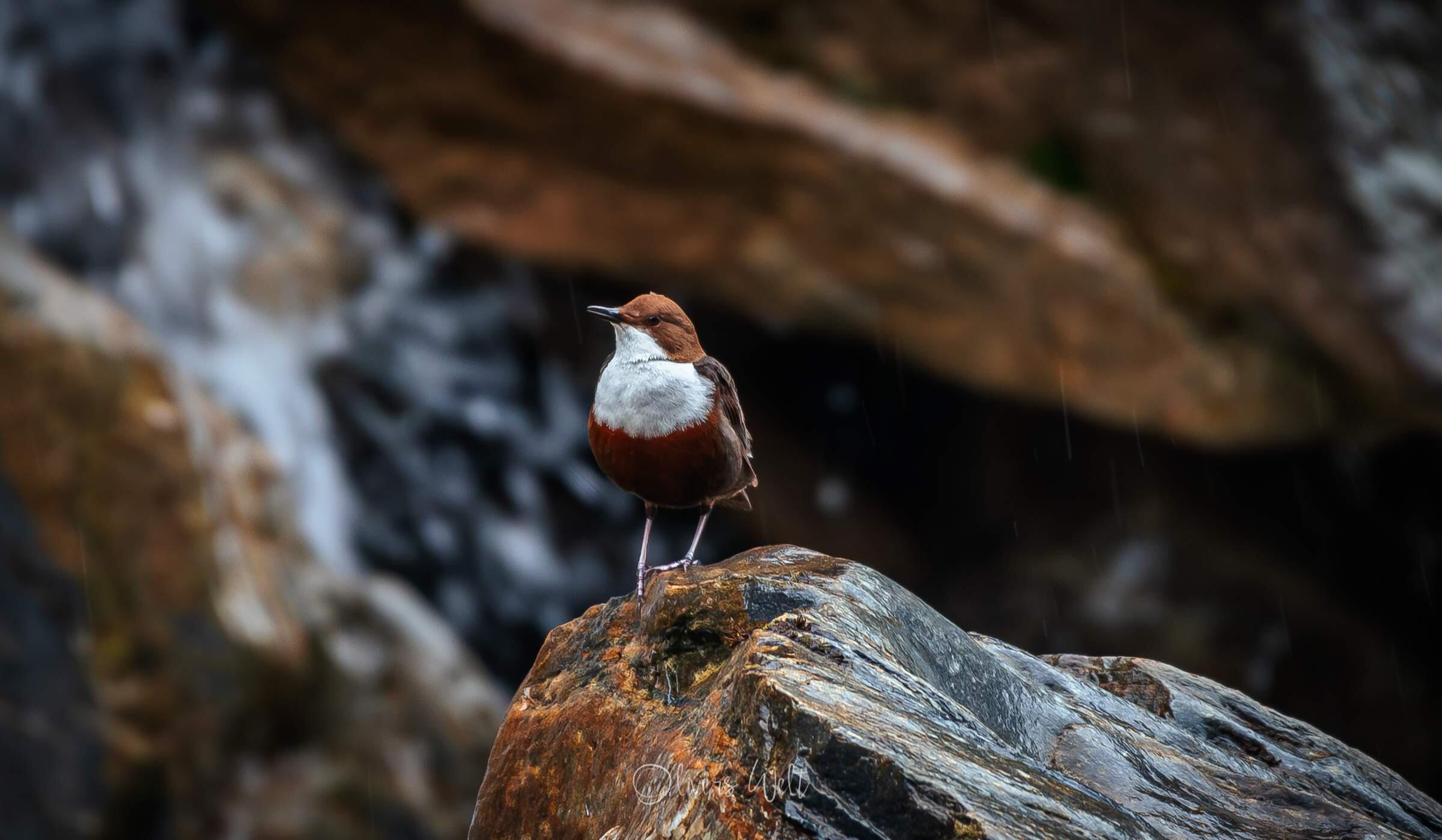 Bild ohne Beschreibung