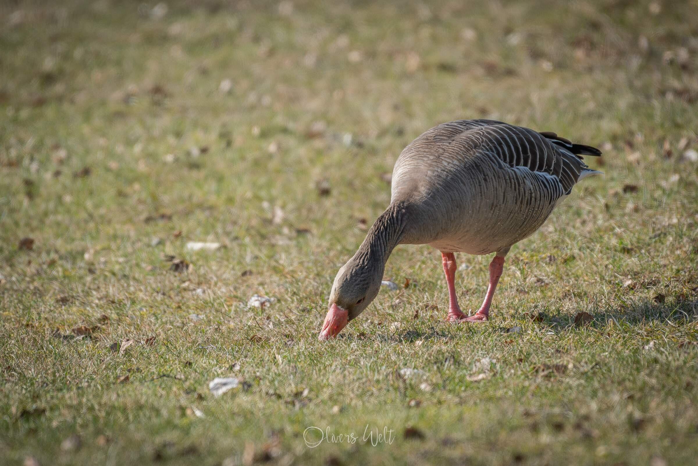 Bild ohne Beschreibung