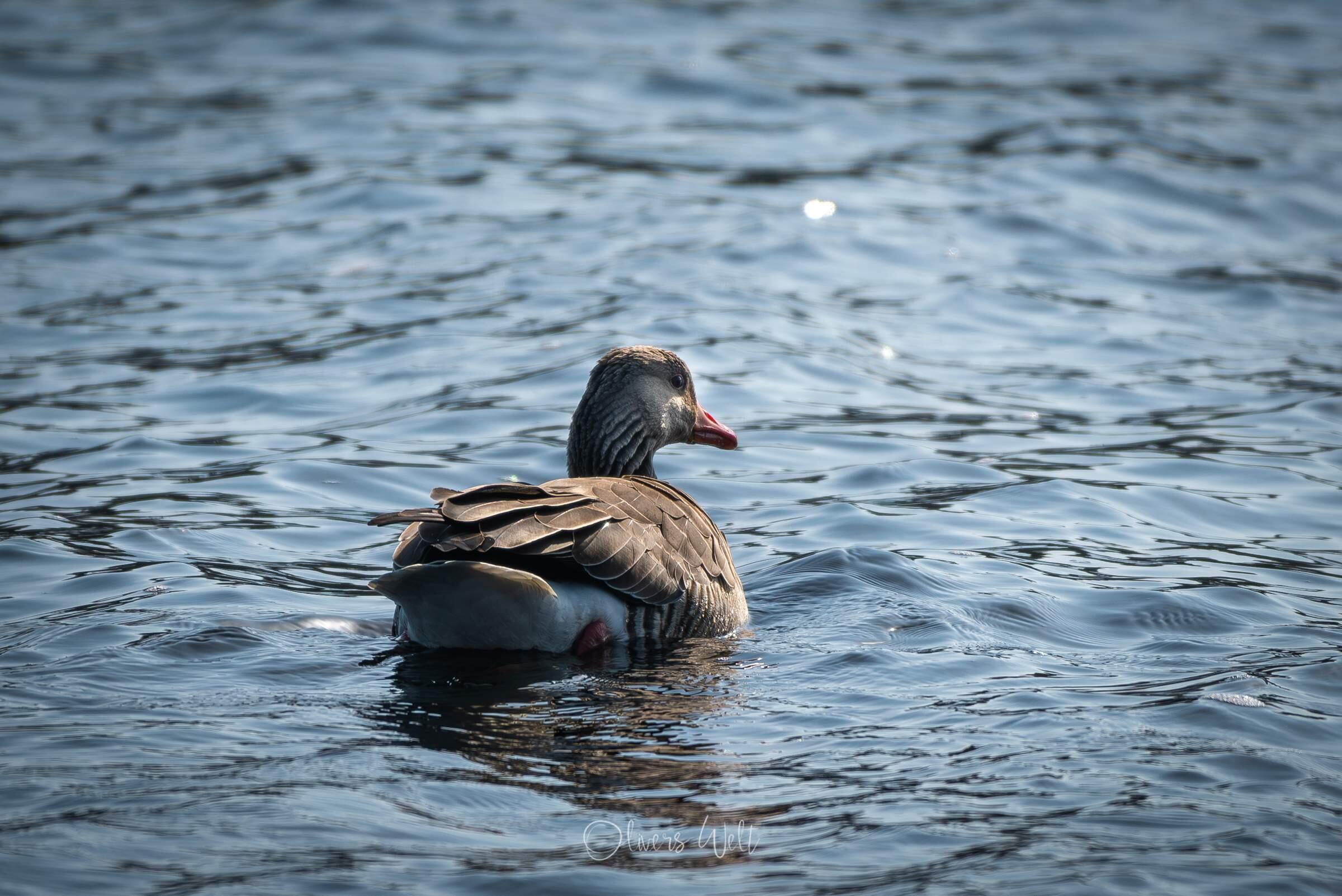 Bild ohne Beschreibung