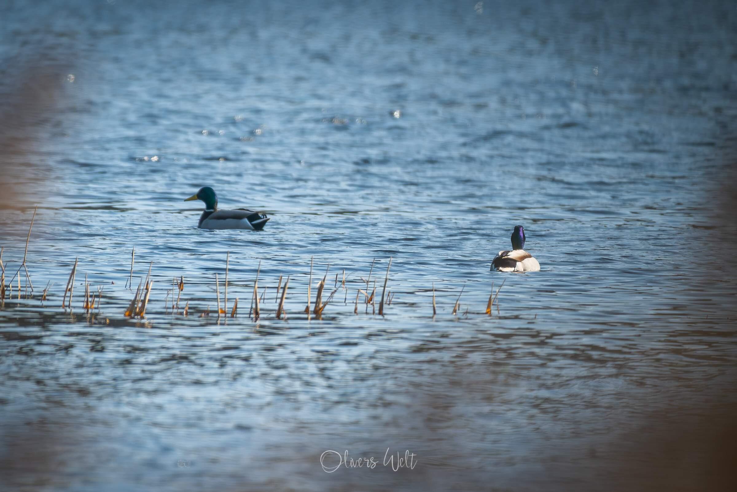 Bild ohne Beschreibung
