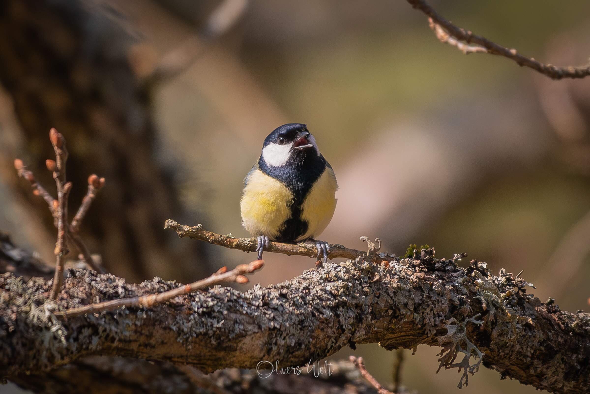 Bild ohne Beschreibung