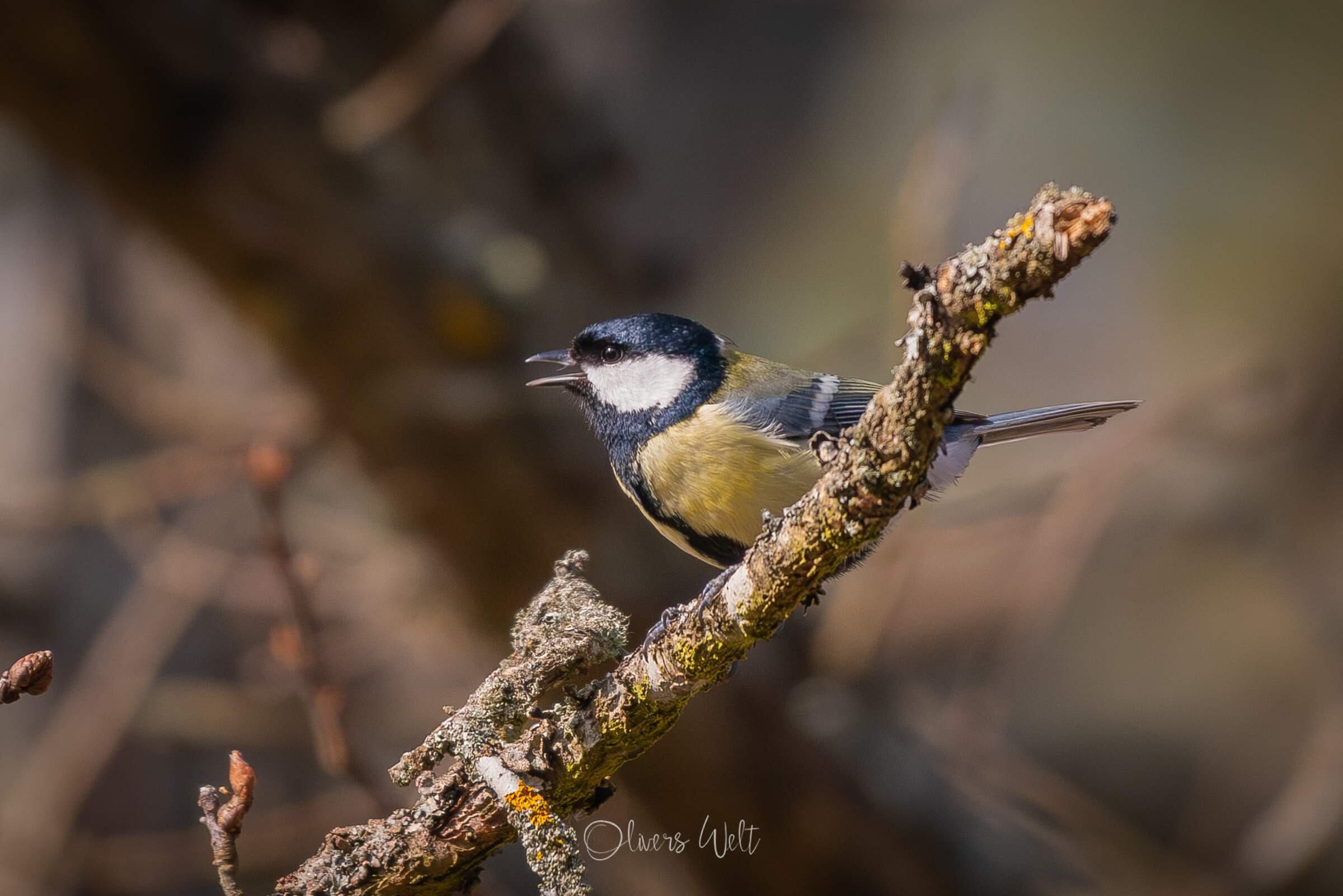 Bild ohne Beschreibung