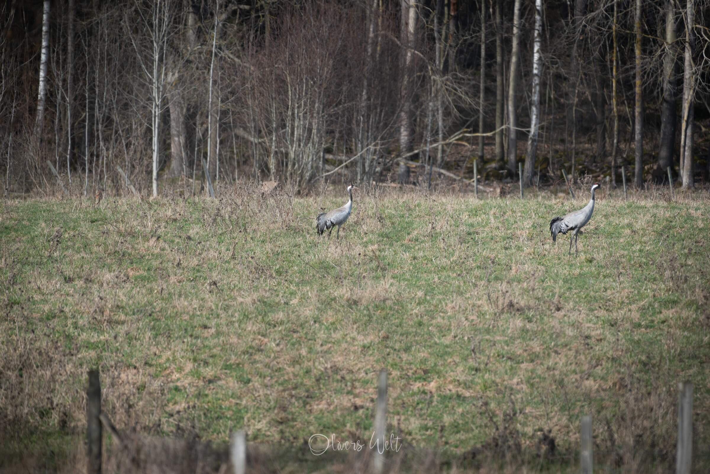 Bild ohne Beschreibung