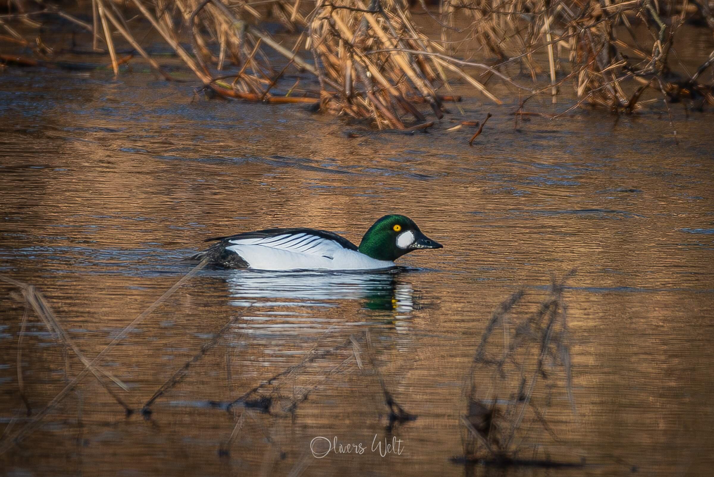 Bild ohne Beschreibung