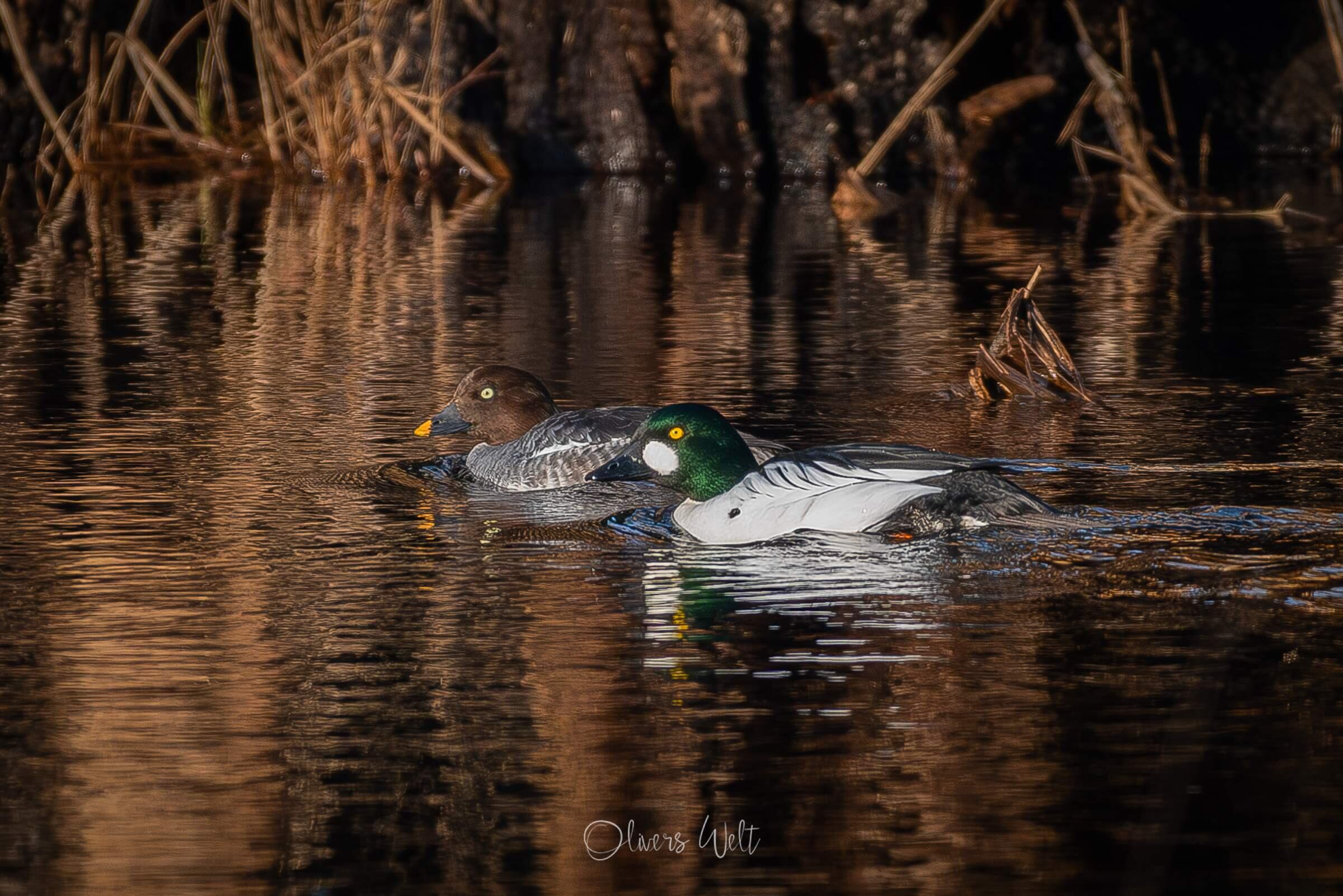 Bild ohne Beschreibung