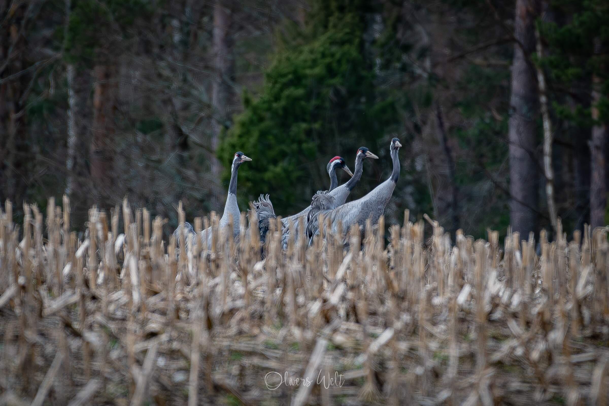 Bild ohne Beschreibung