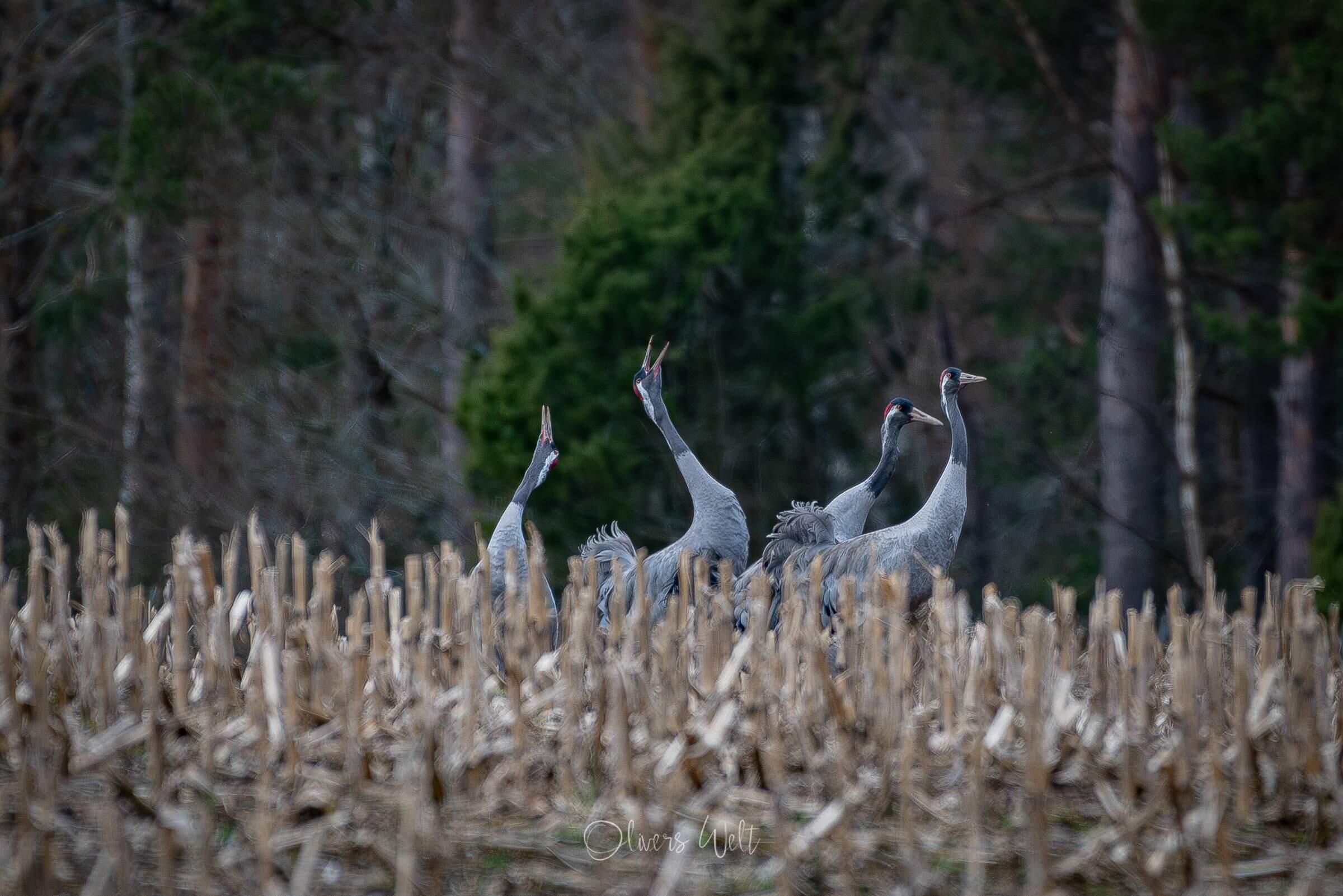 Bild ohne Beschreibung