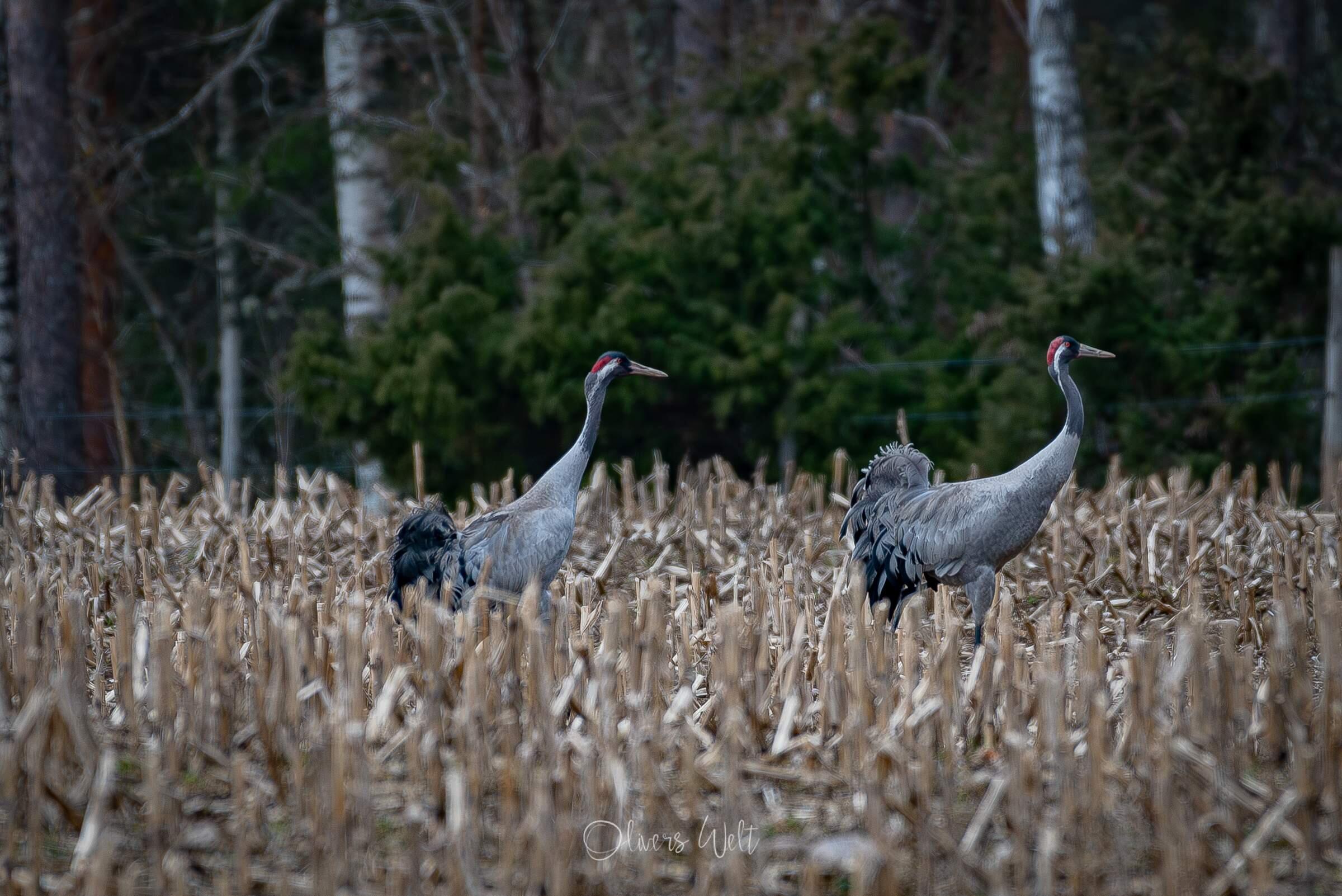Bild ohne Beschreibung
