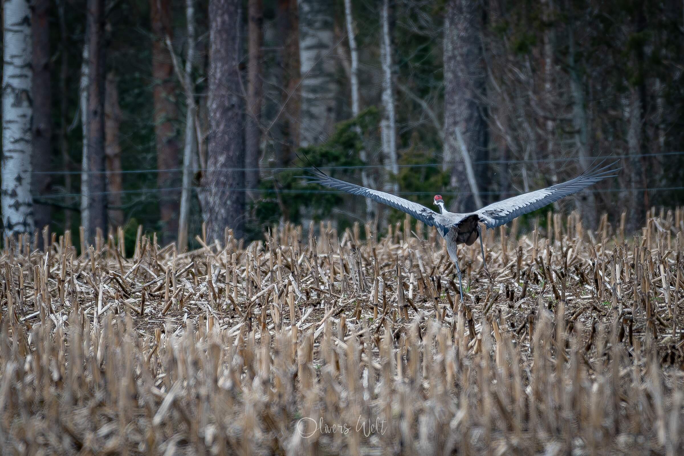 Bild ohne Beschreibung