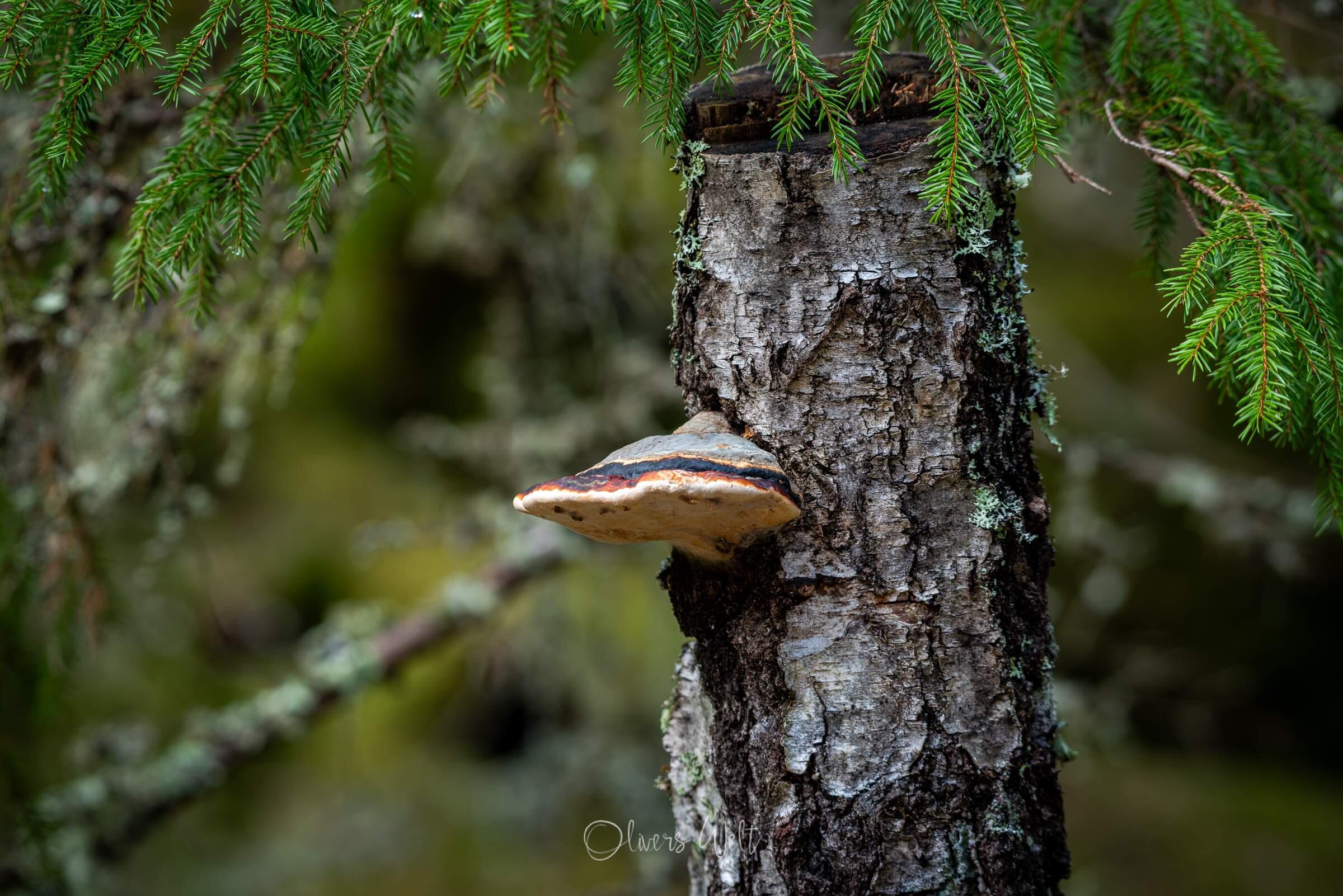 Bild ohne Beschreibung