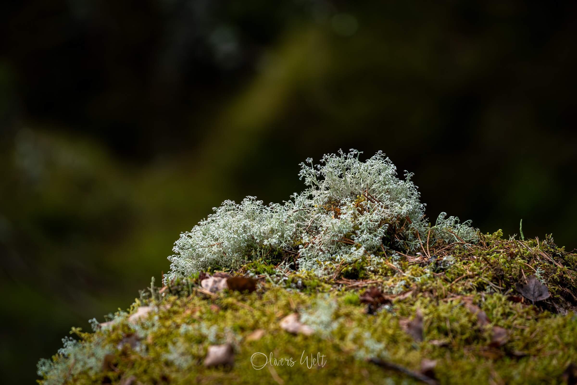 Bild ohne Beschreibung