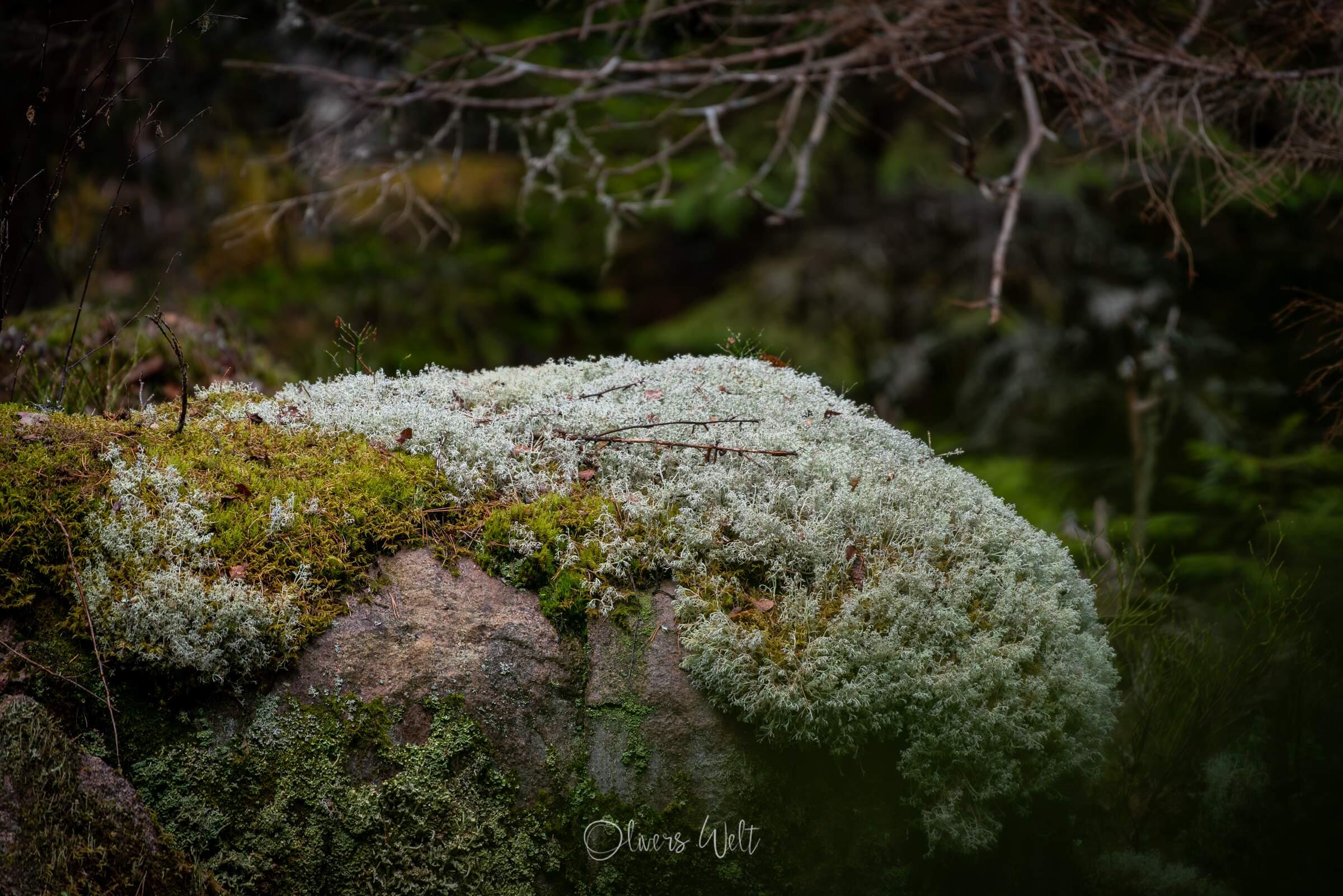 Bild ohne Beschreibung